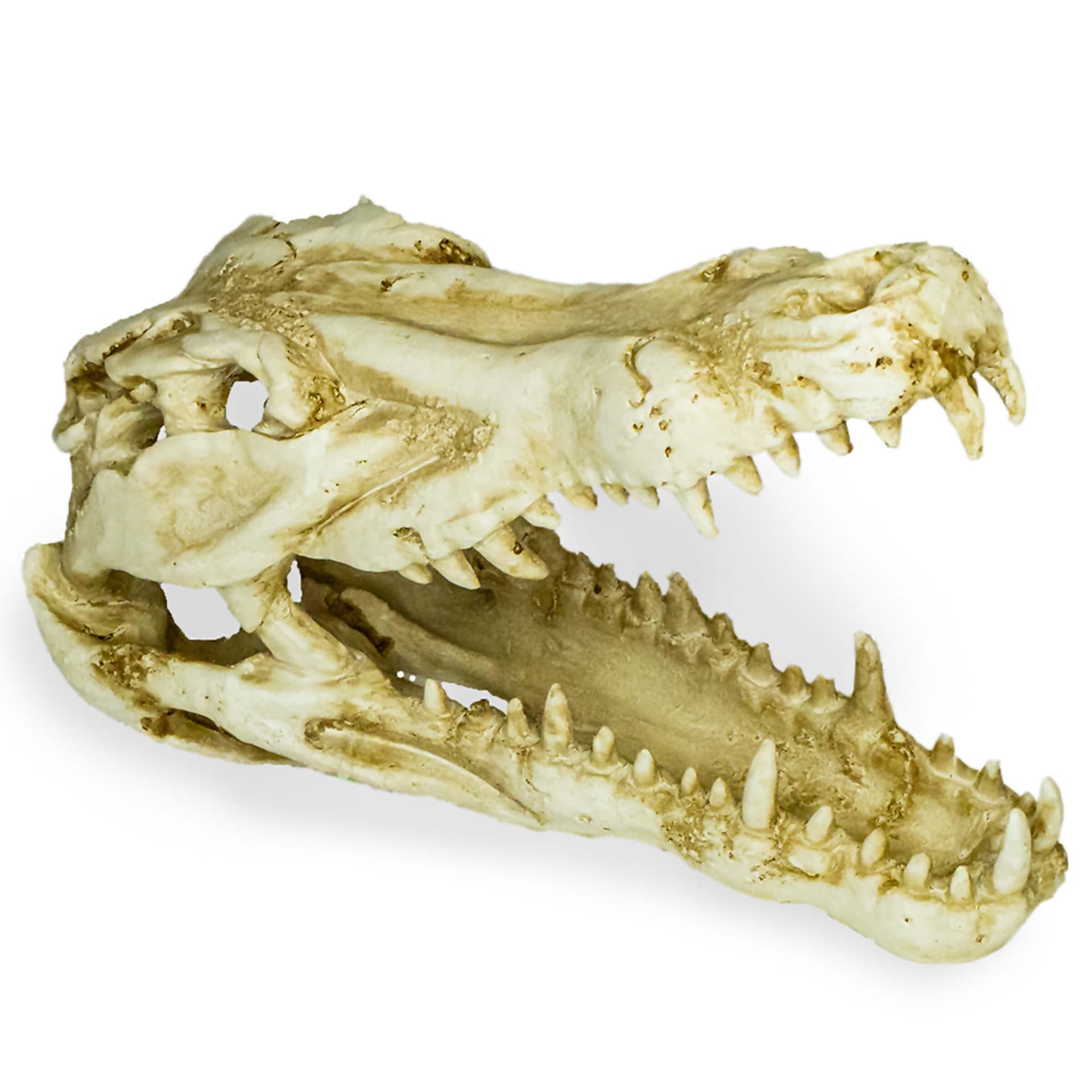 Terrariendekoration Deco Skull Krokodil