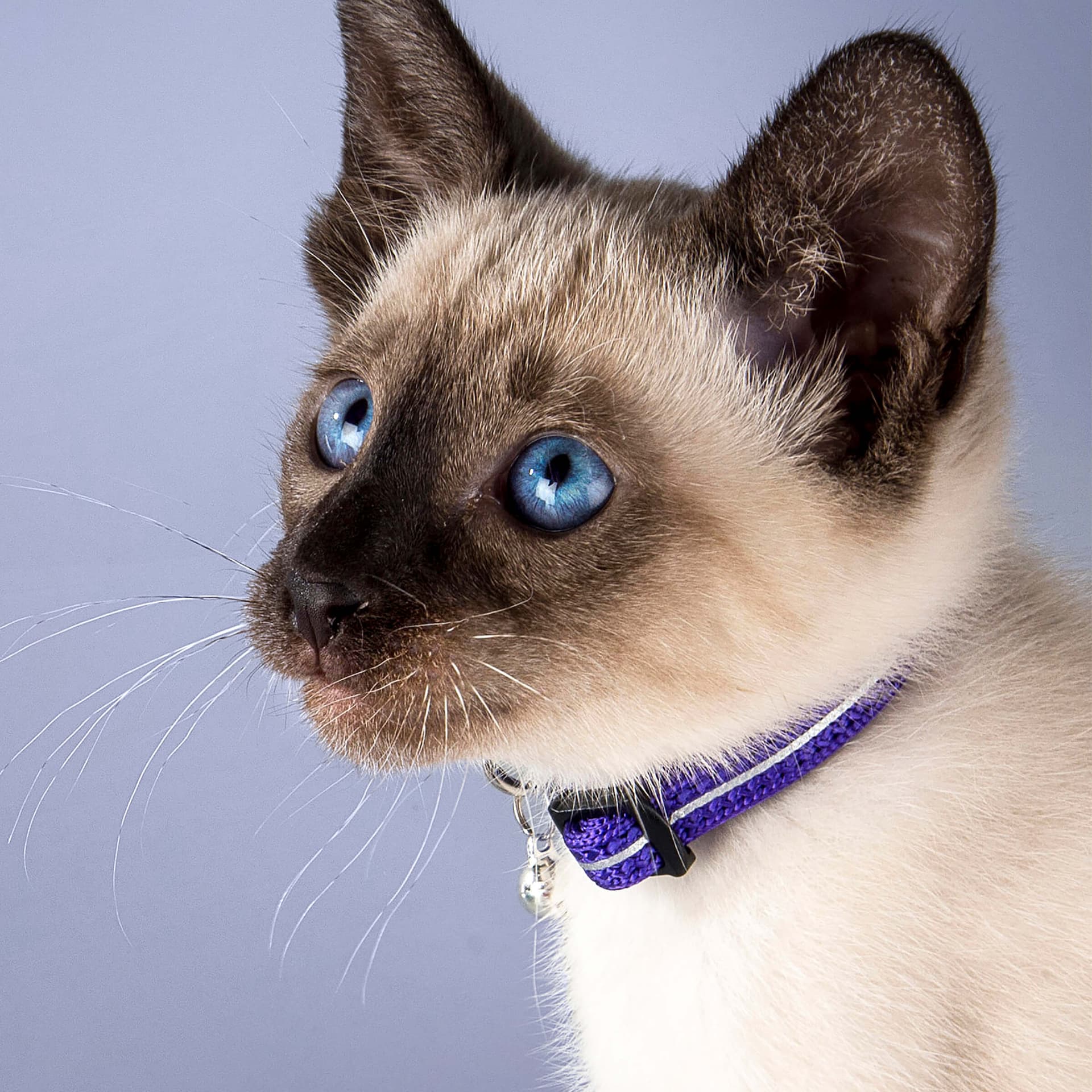 Cat Collar Alley Cat