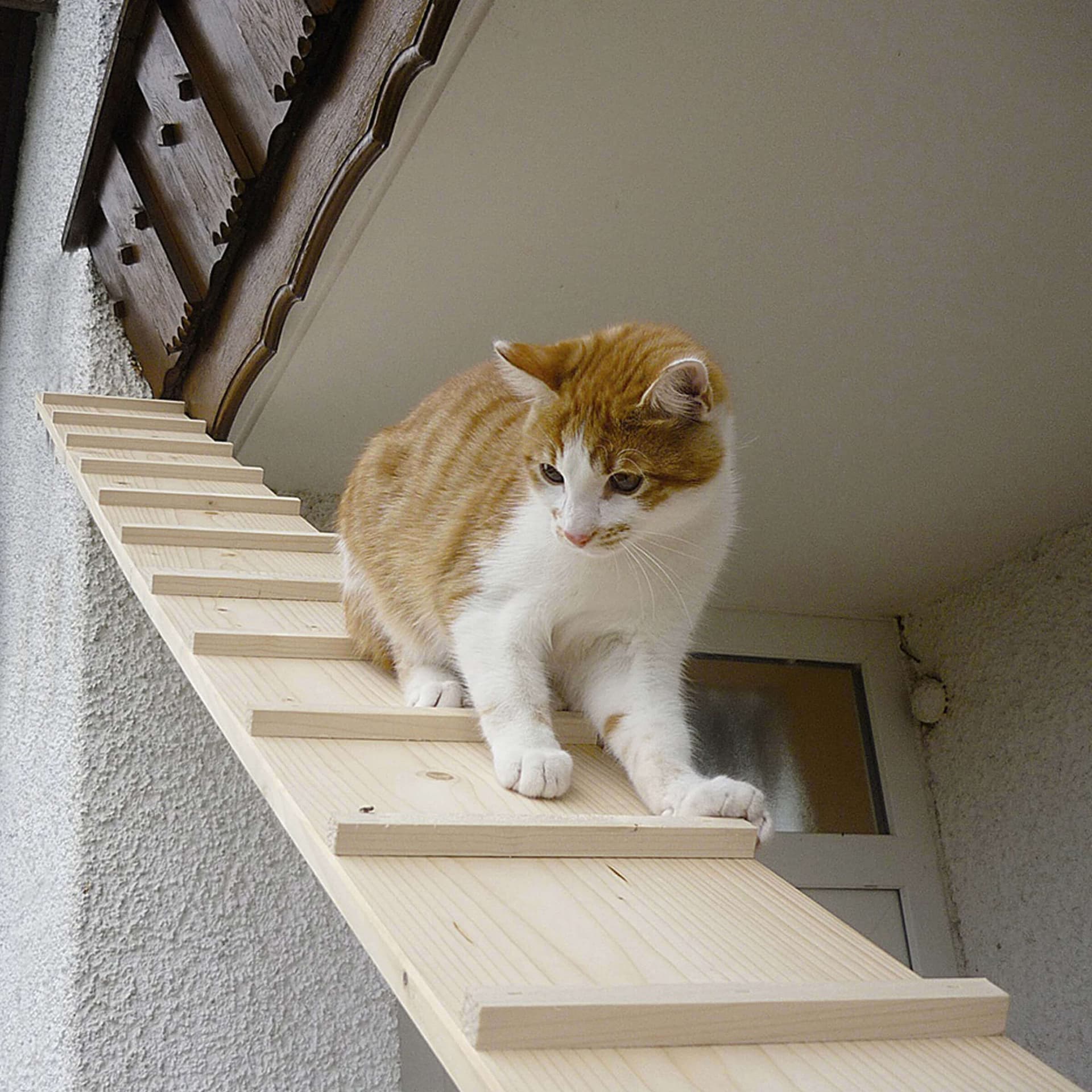 Katzenleiter mit Verbindung