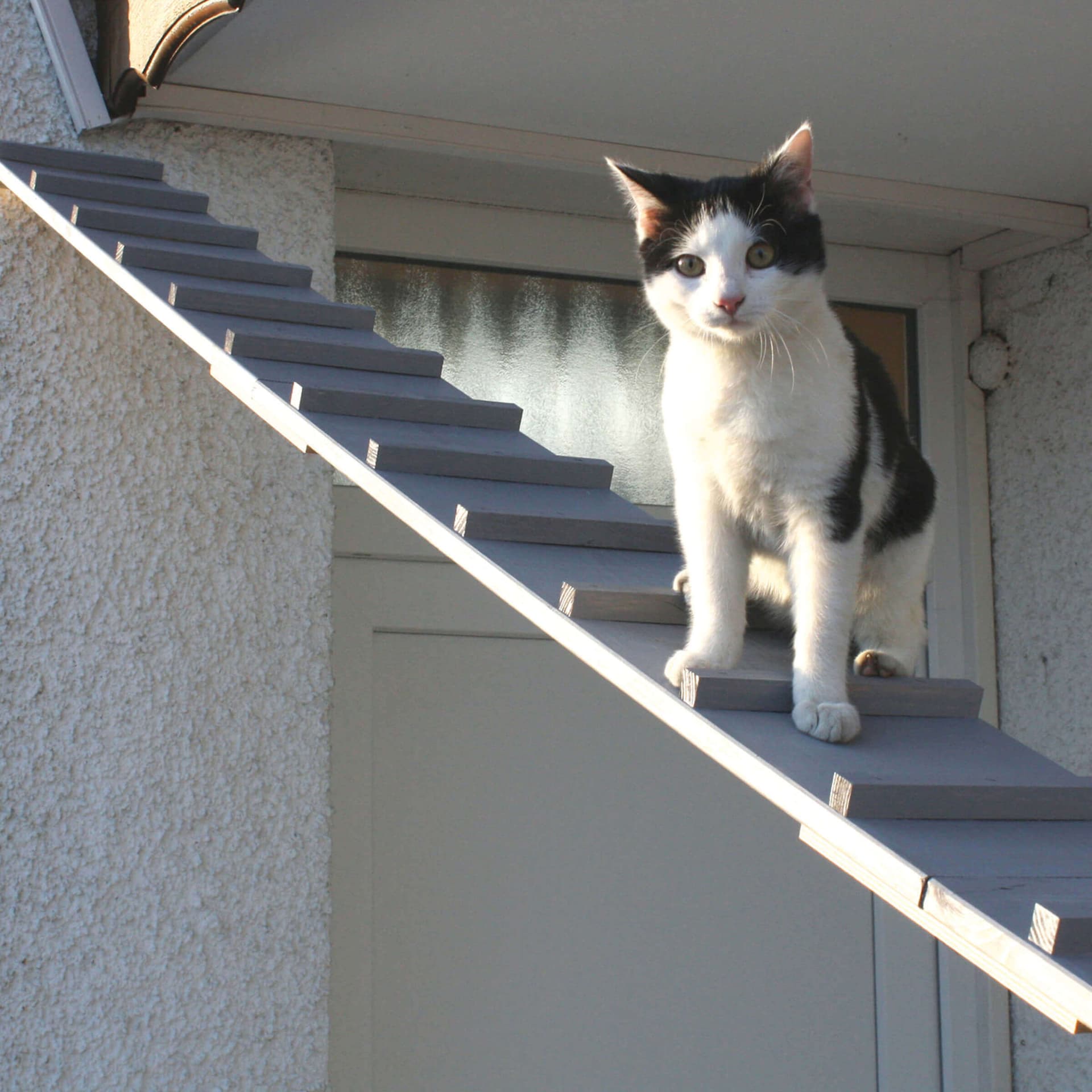 Katzenleiter wetterfest
