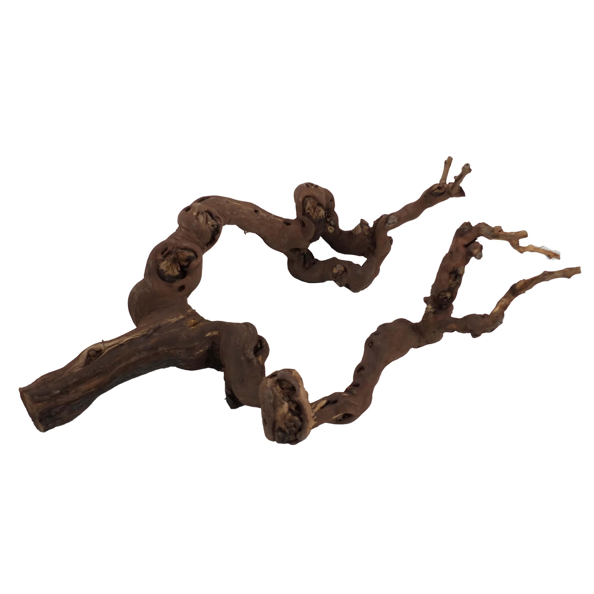 Terrarienholz Rebstock