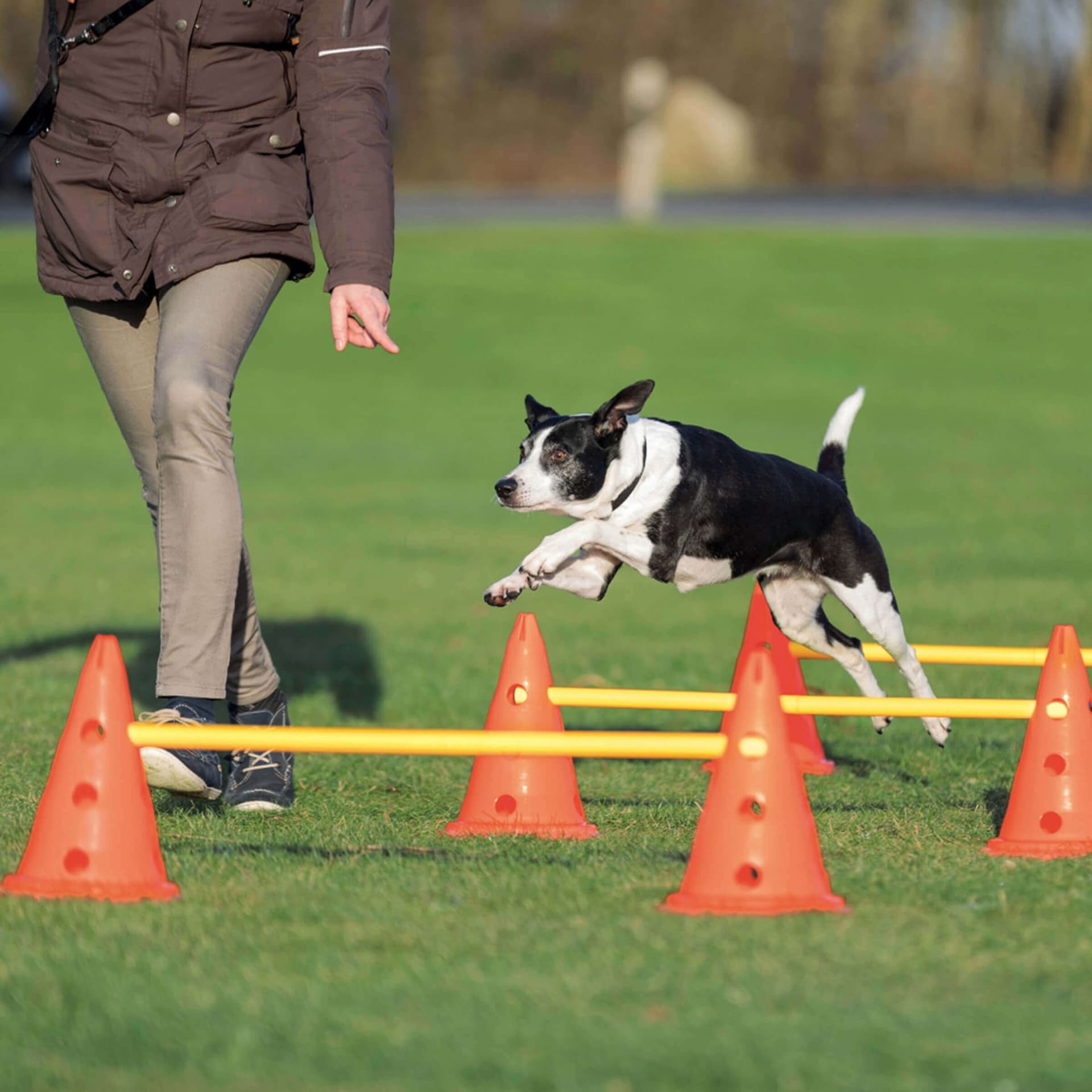 Dog Activity Hindernisse