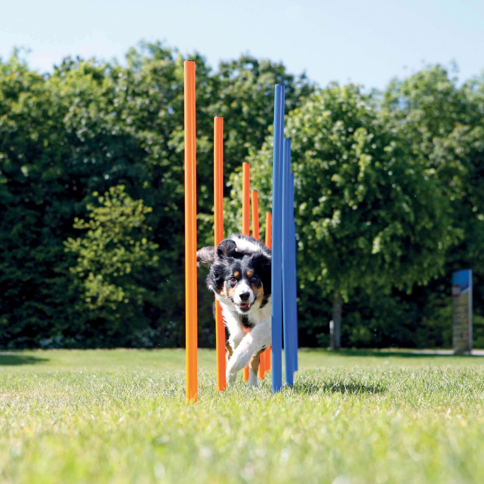 Dog Activity Agility Safer Slalom