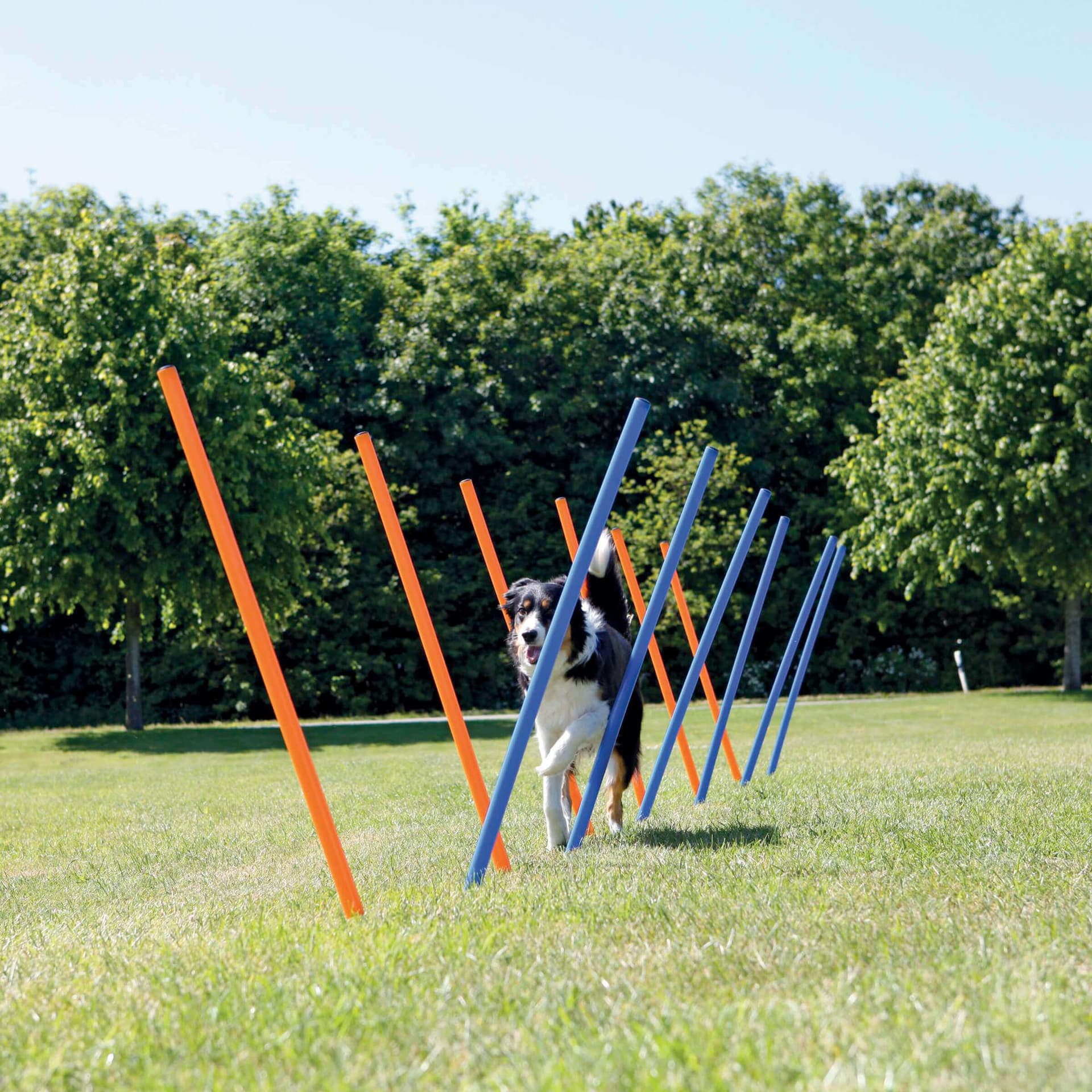 Dog Activity Agility Safer Slalom