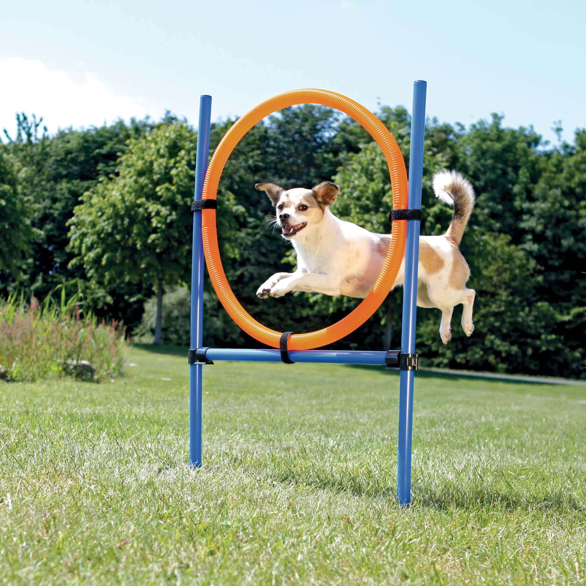 Dog Activity Agility Ring