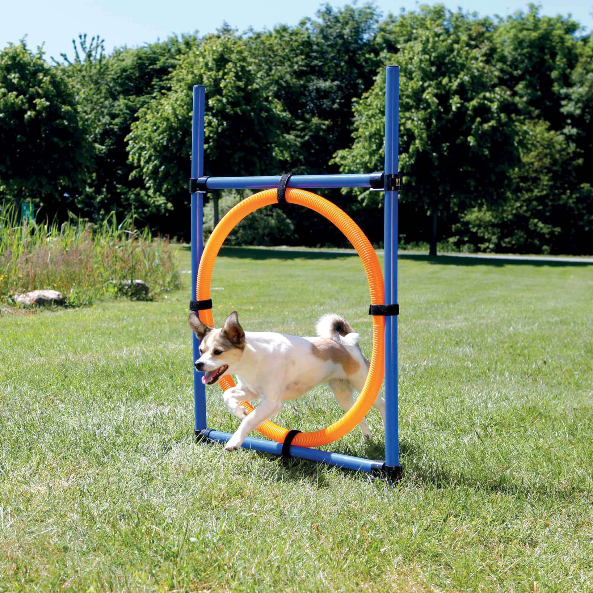 Dog Activity Agility Ring