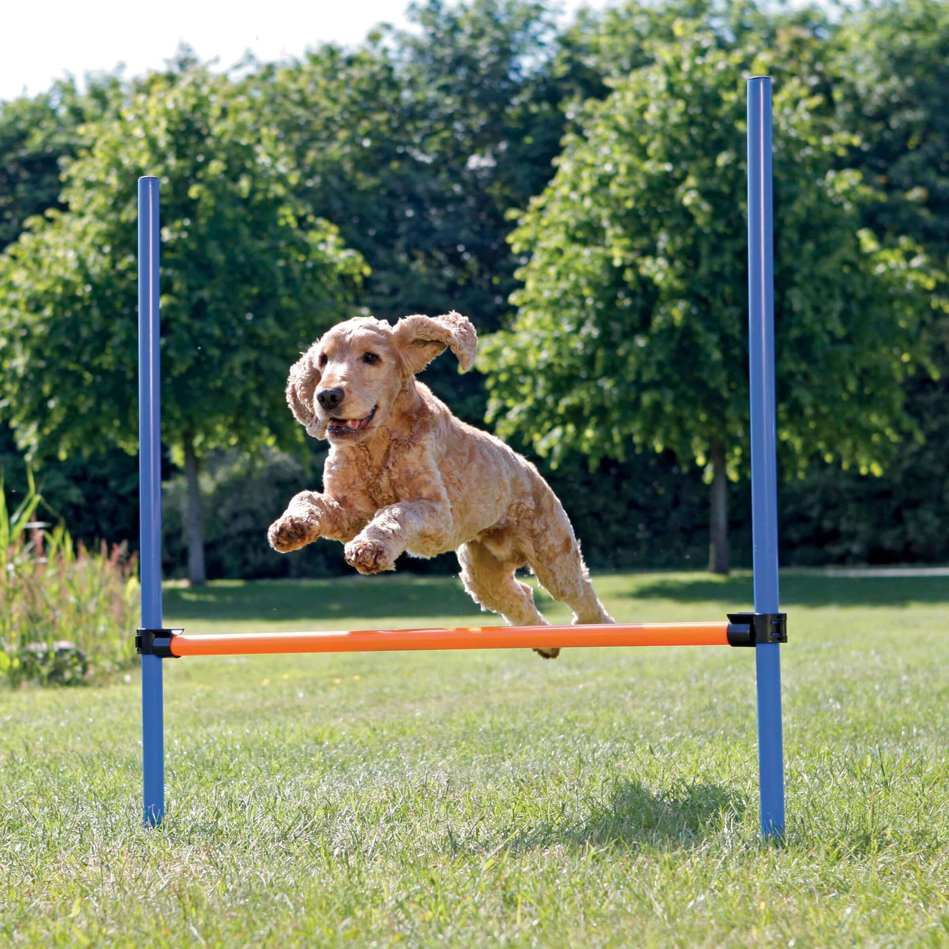 Activity Agility Hürde