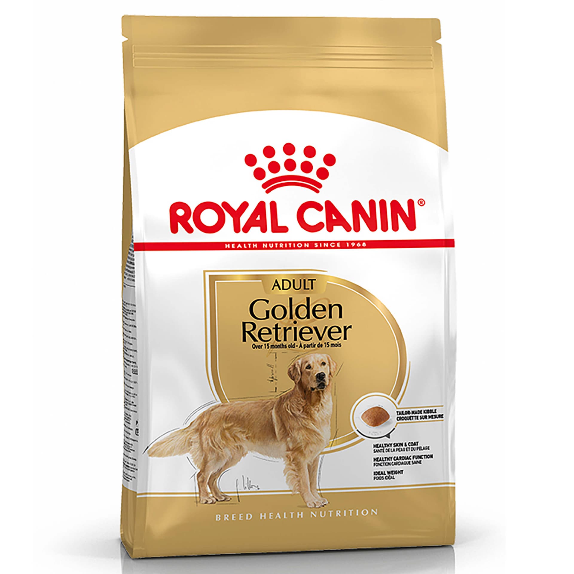 Adult Golden Retriever
