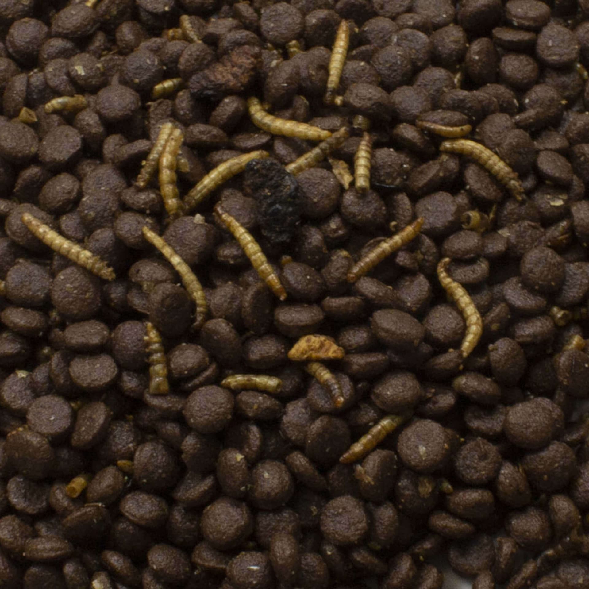 Grainless Igel Futter