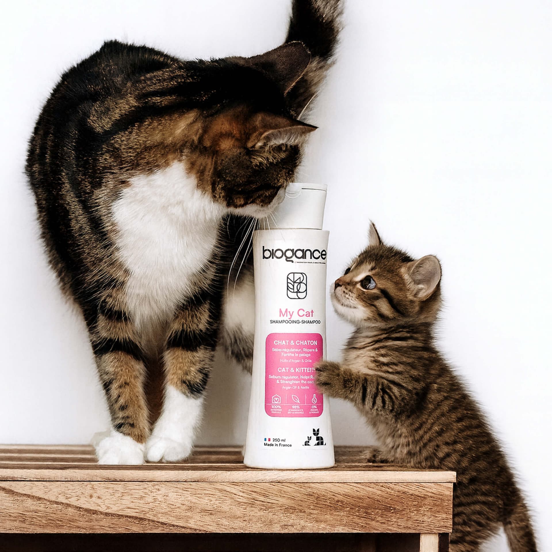Katzenshampoo