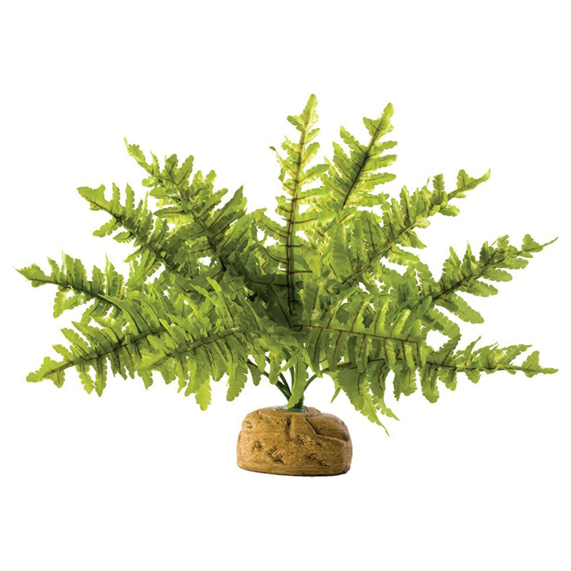 Boston Fern