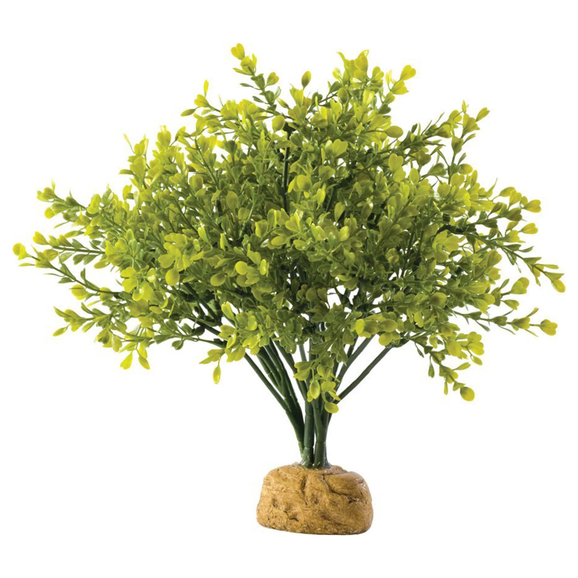 Boxwood Bush