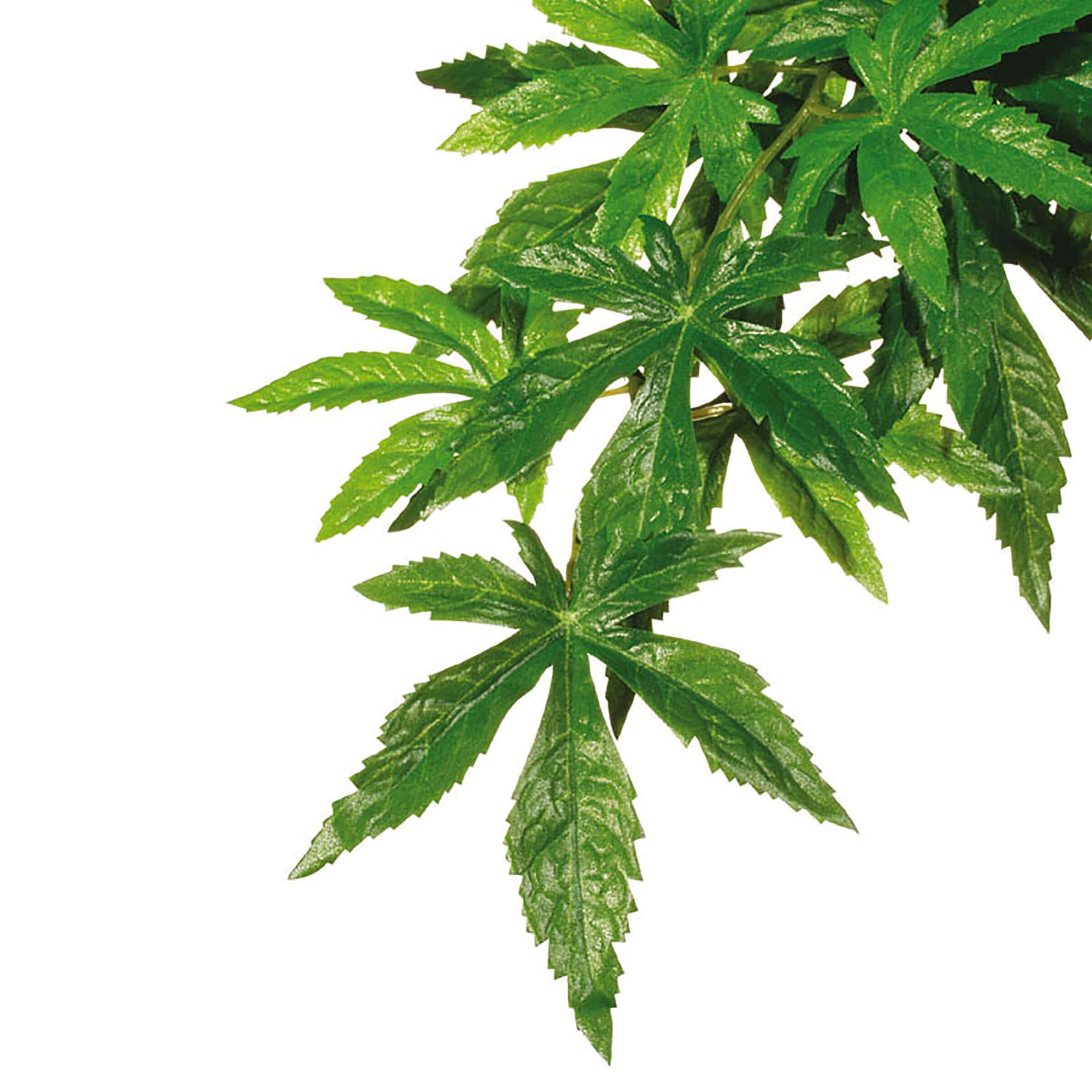 Jungle Plant Abutilon