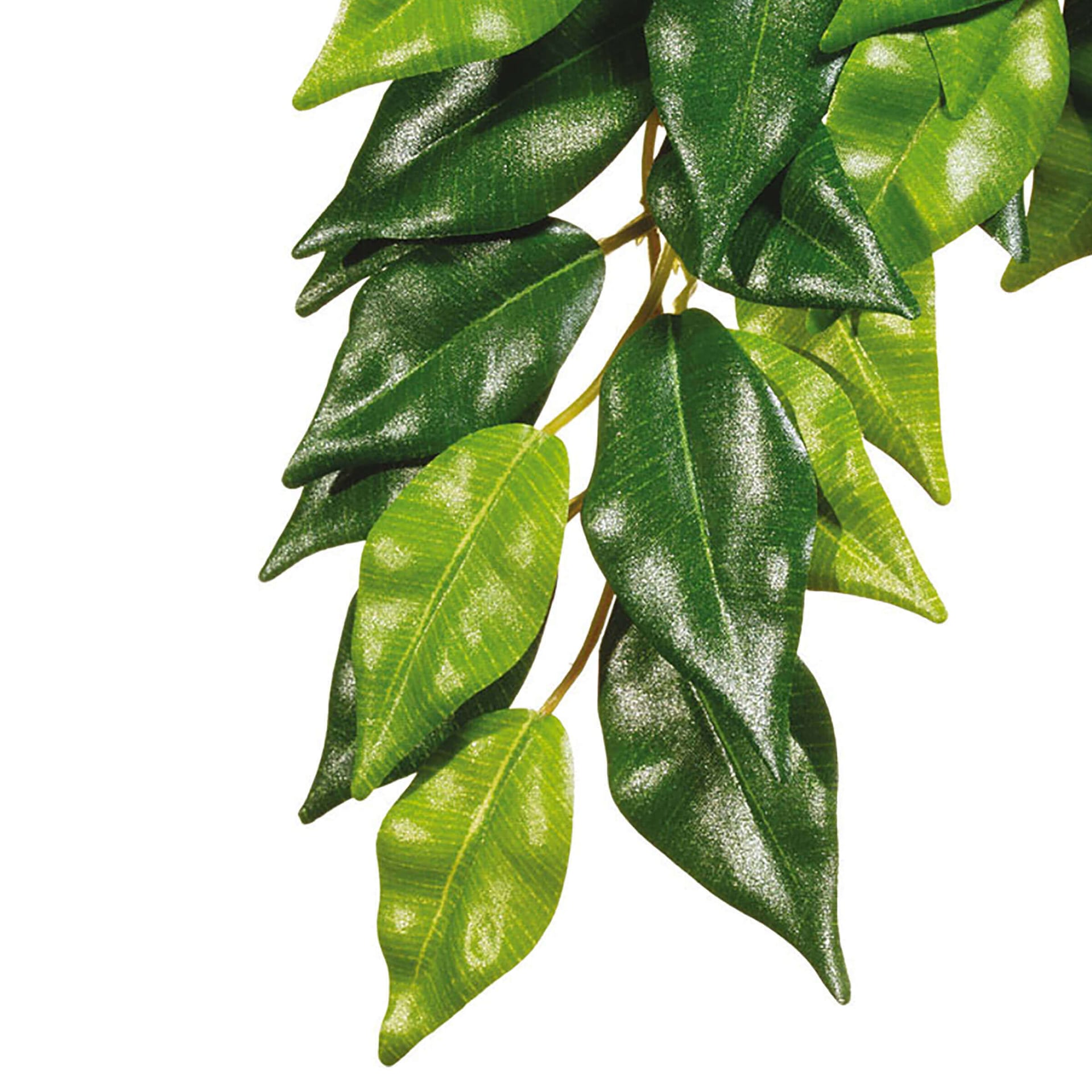 Jungle Plant Fikus