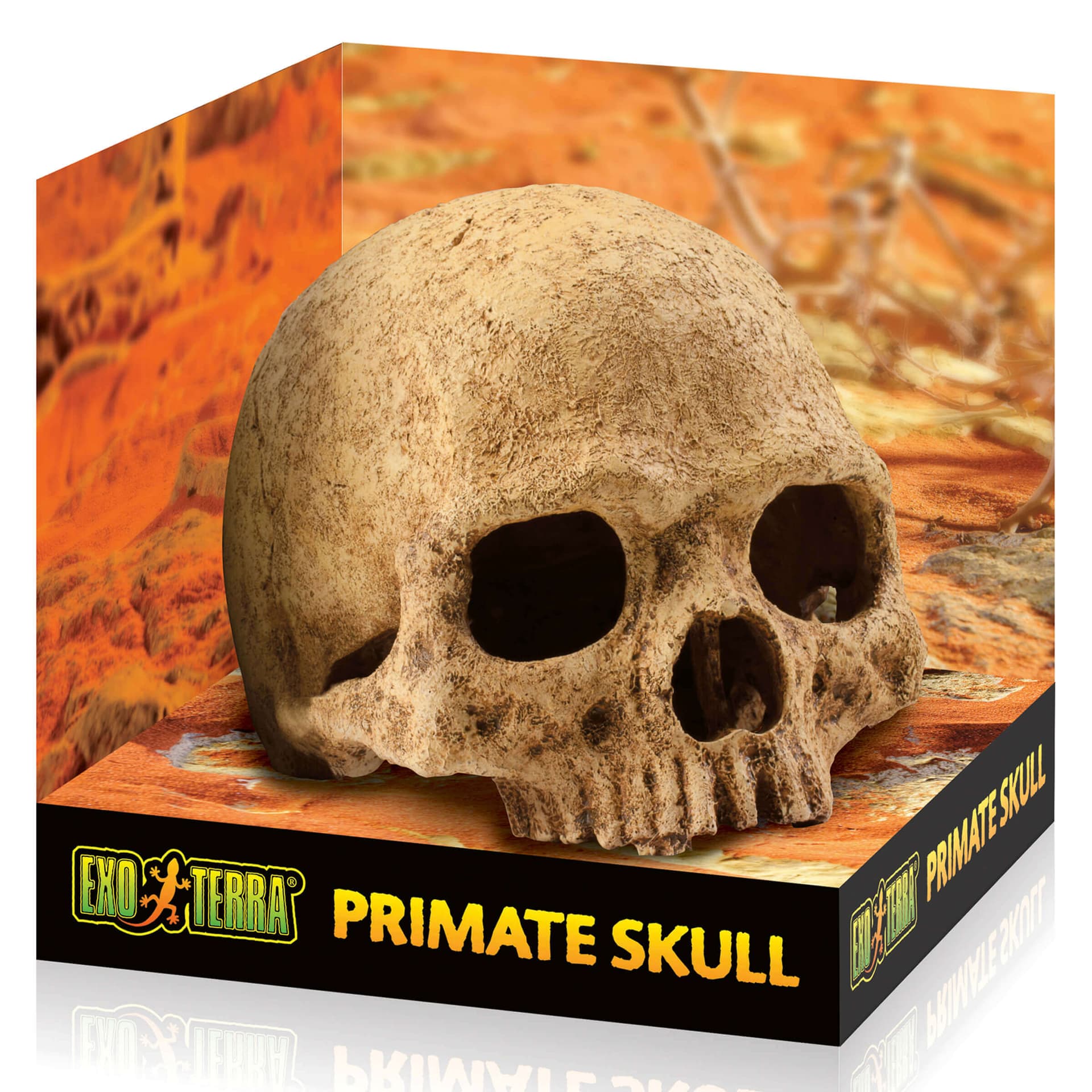Primate Skull