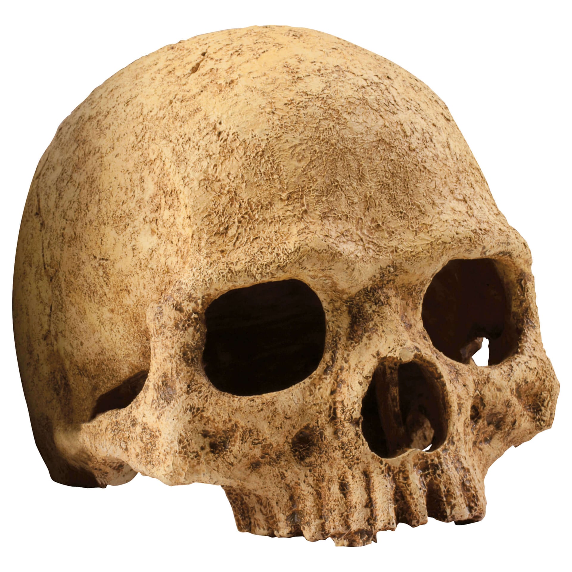 Primate Skull