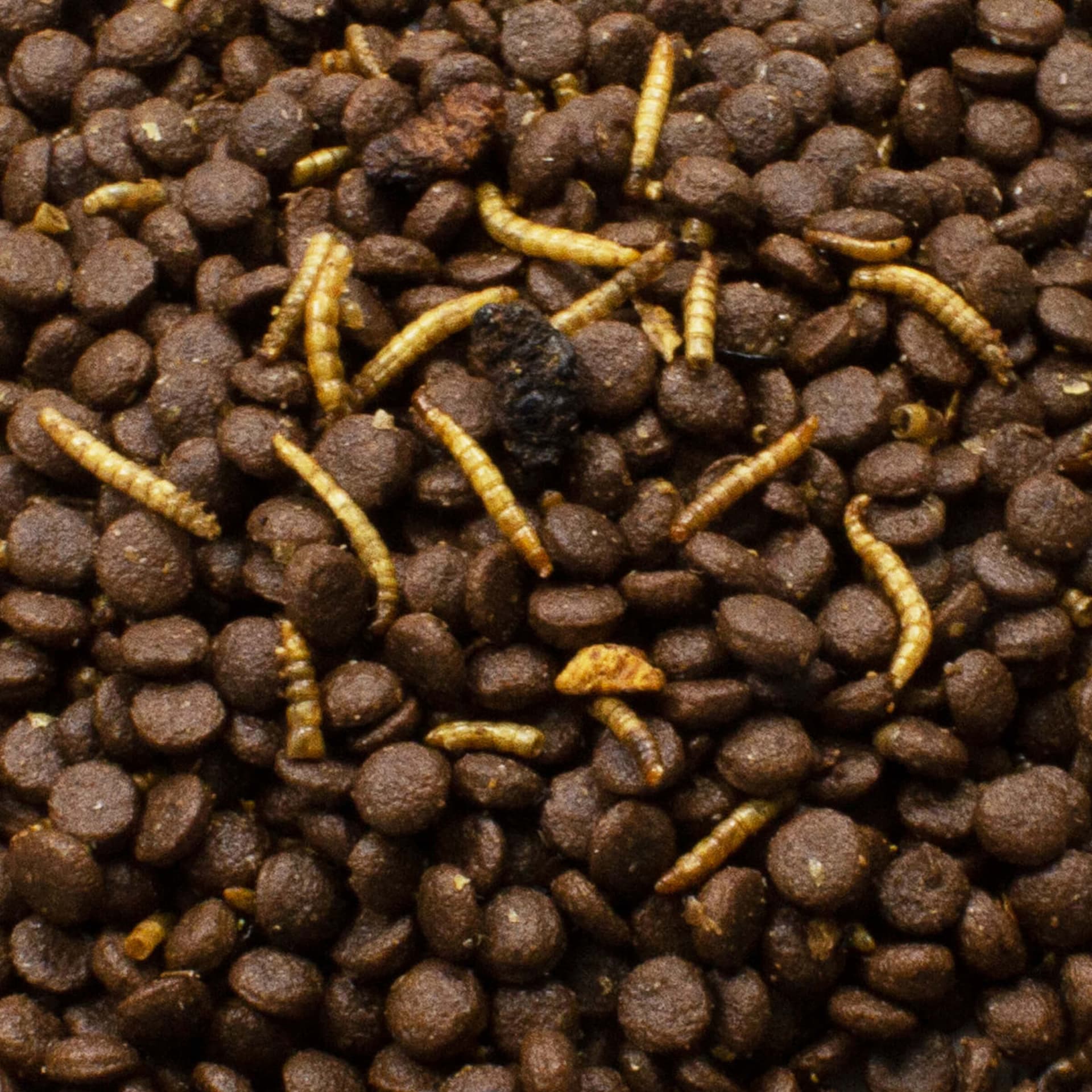 Getreidefreies Igelfutter