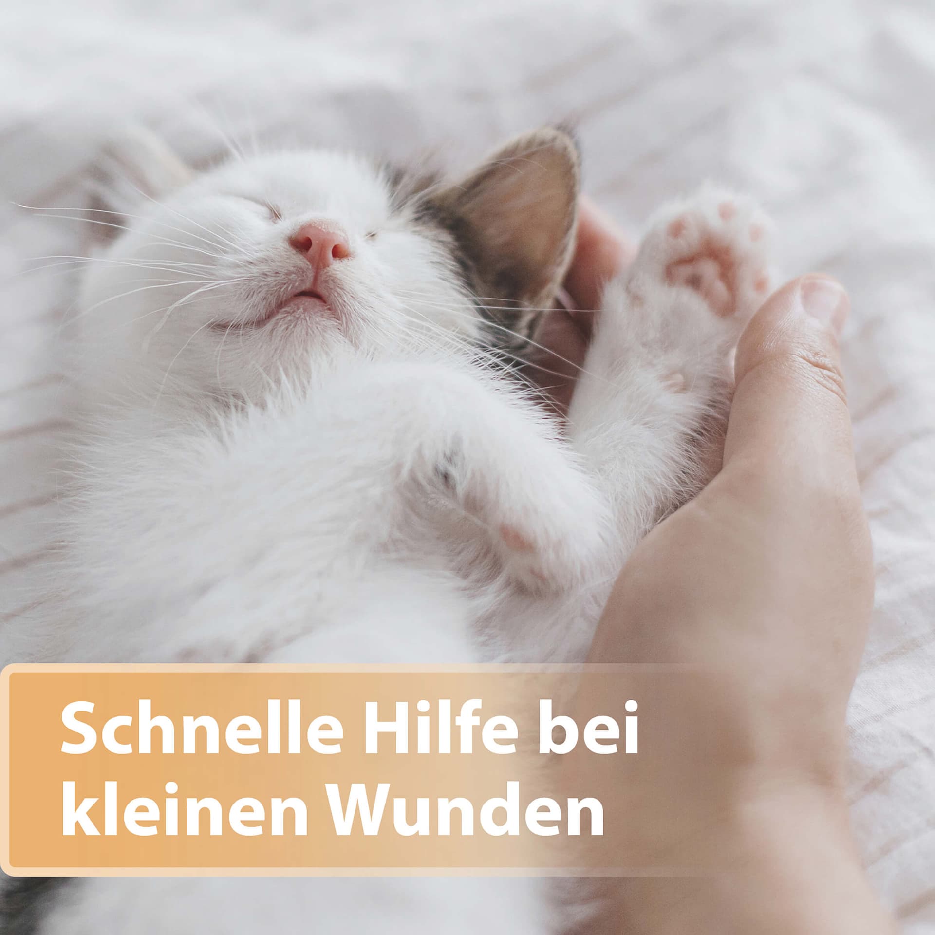 Wundspray für Katzen