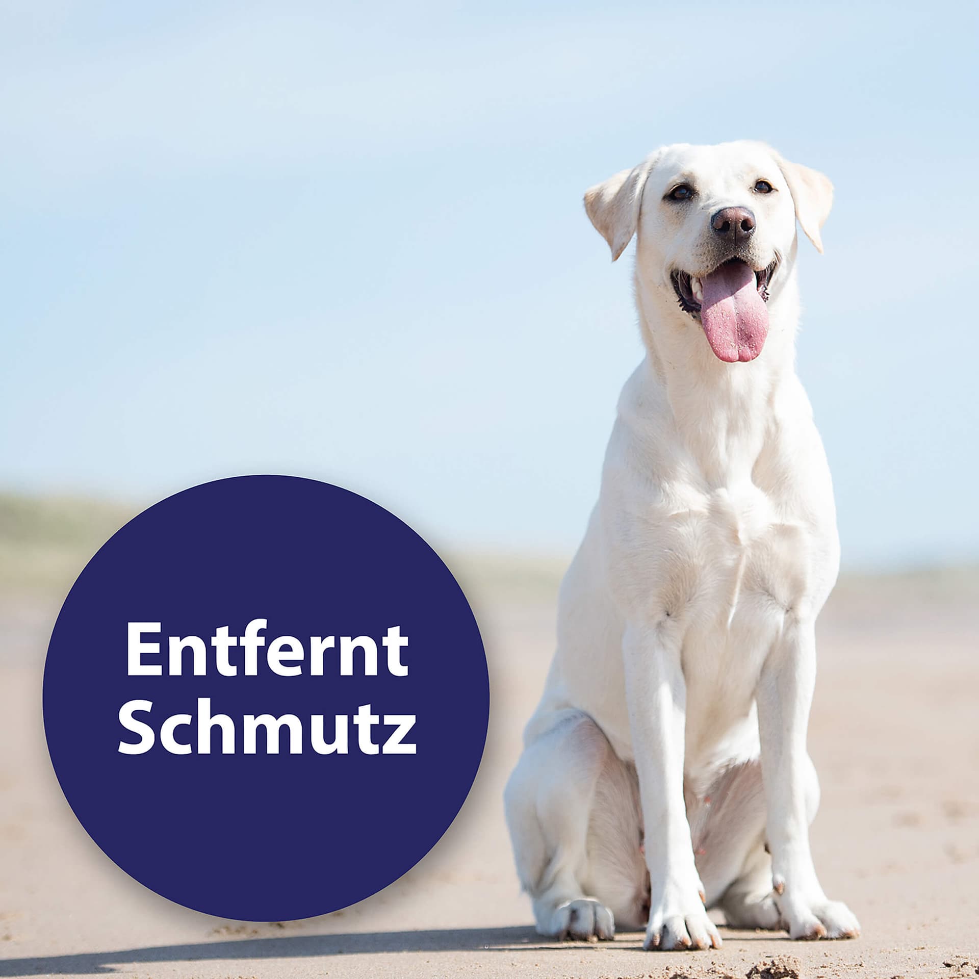 Ohrreiniger Hund
