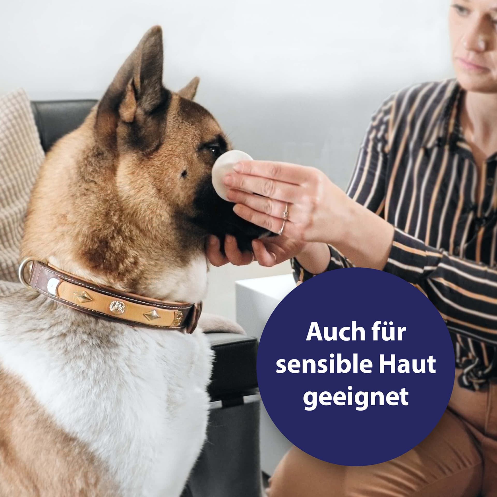 Augenpflege für Hunde