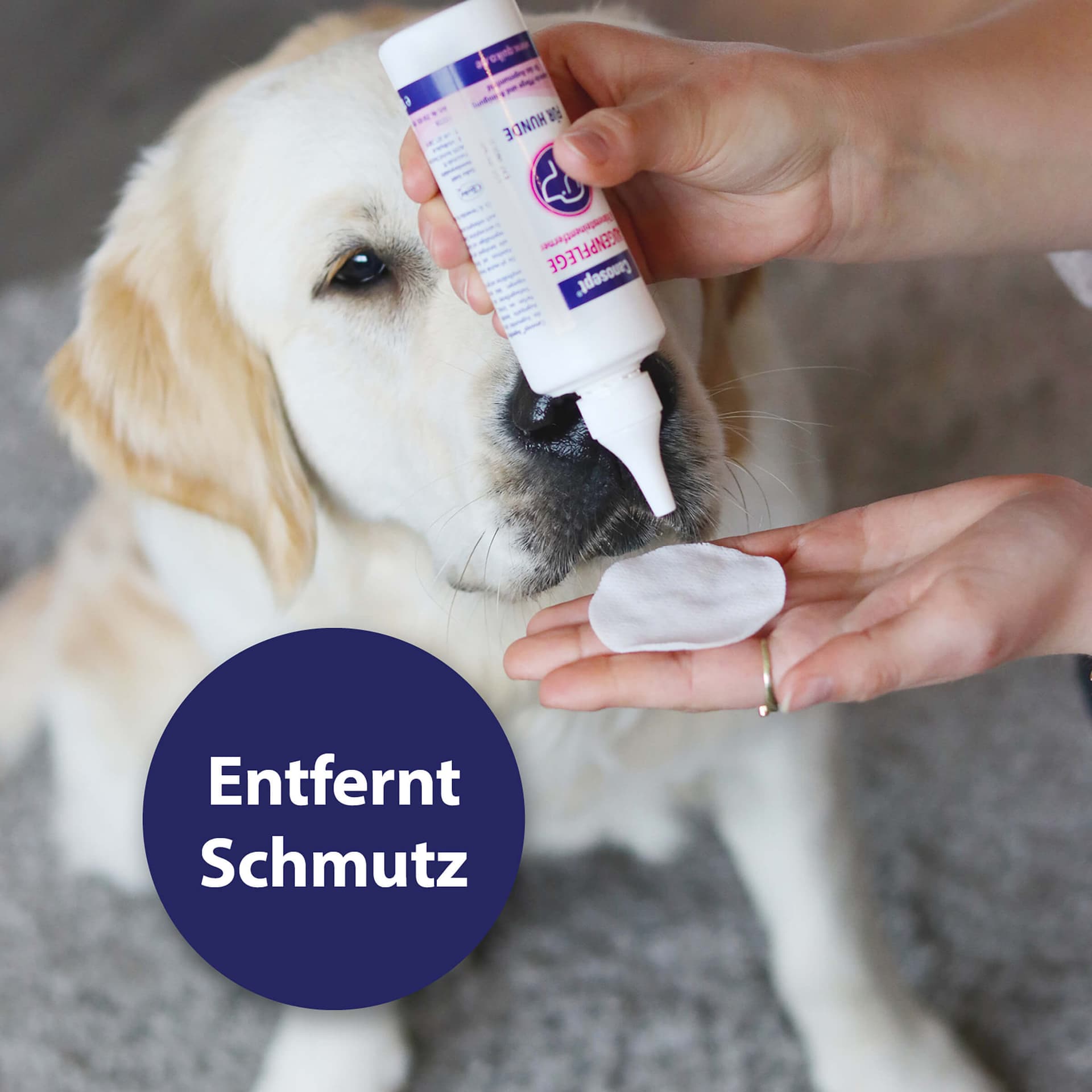 Augenpflege für Hunde