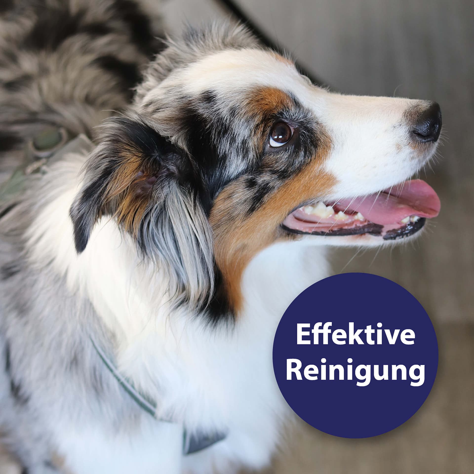 Zahnpflege Hund - Zahnpflegespray für das Hundegebiss