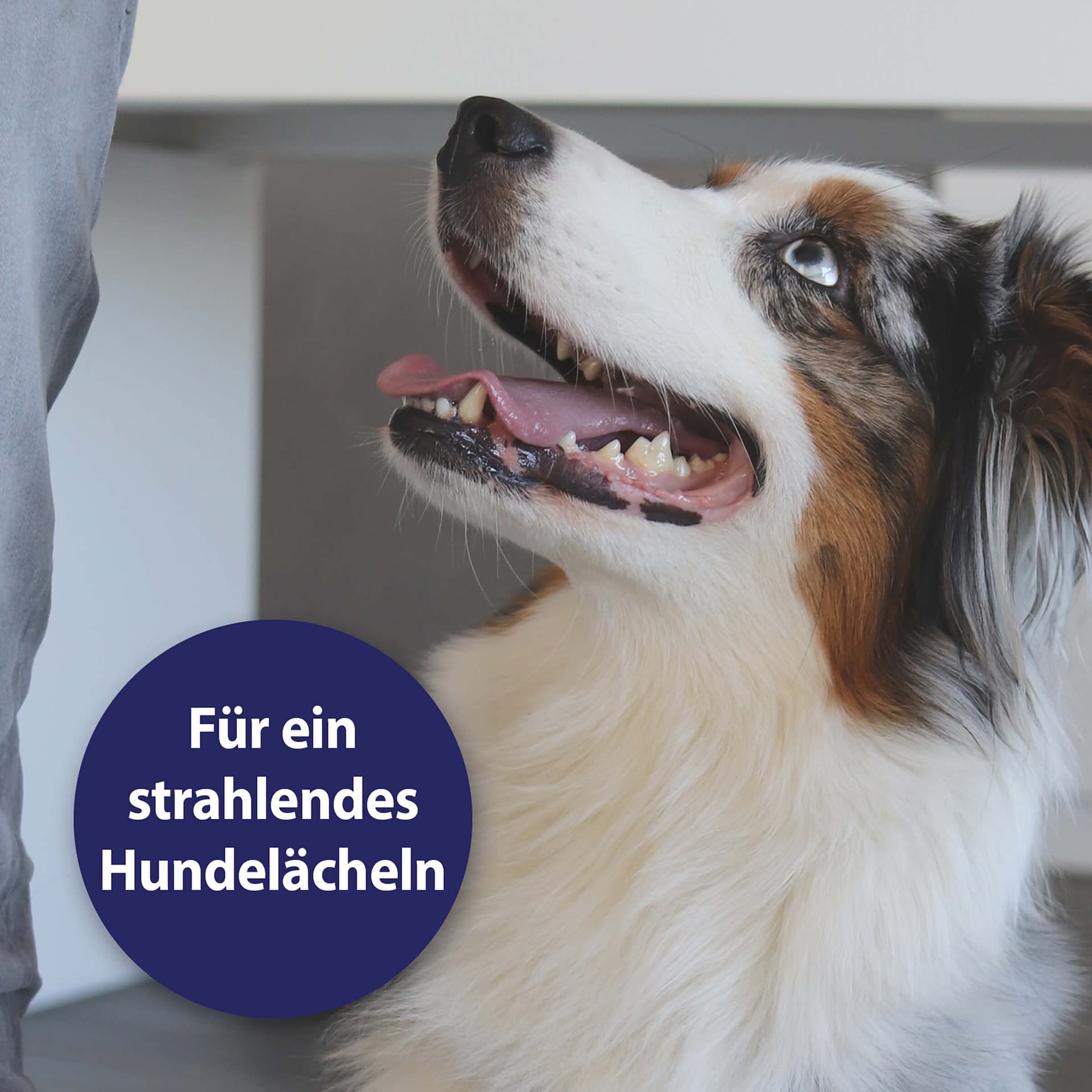 Zahnpflege Hund - Zahnpflegespray für das Hundegebiss