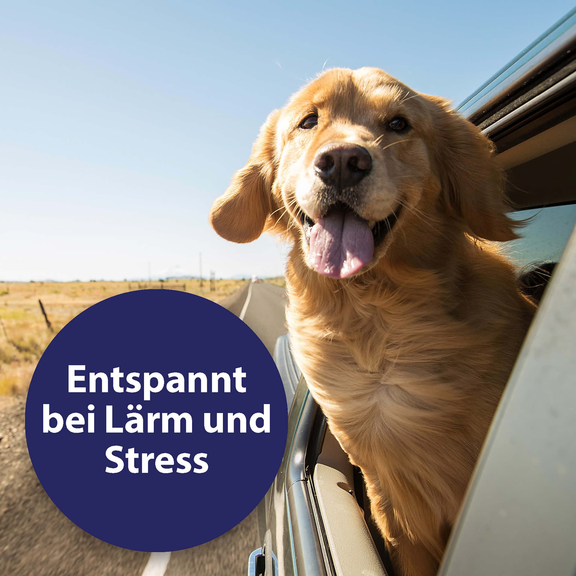 Home Comfort Beruhigungshalsband Hund