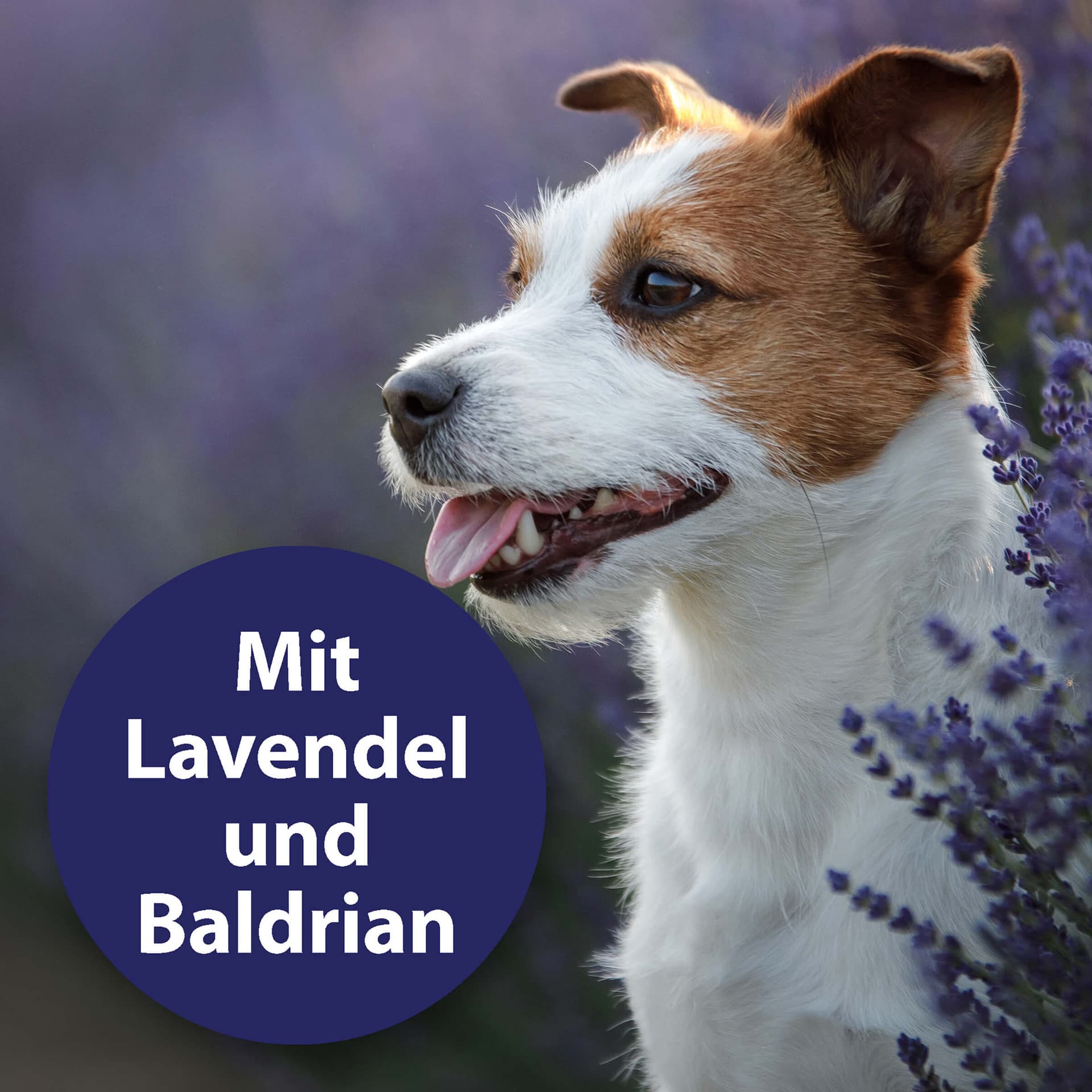 Home Comfort Beruhigungshalsband Hund