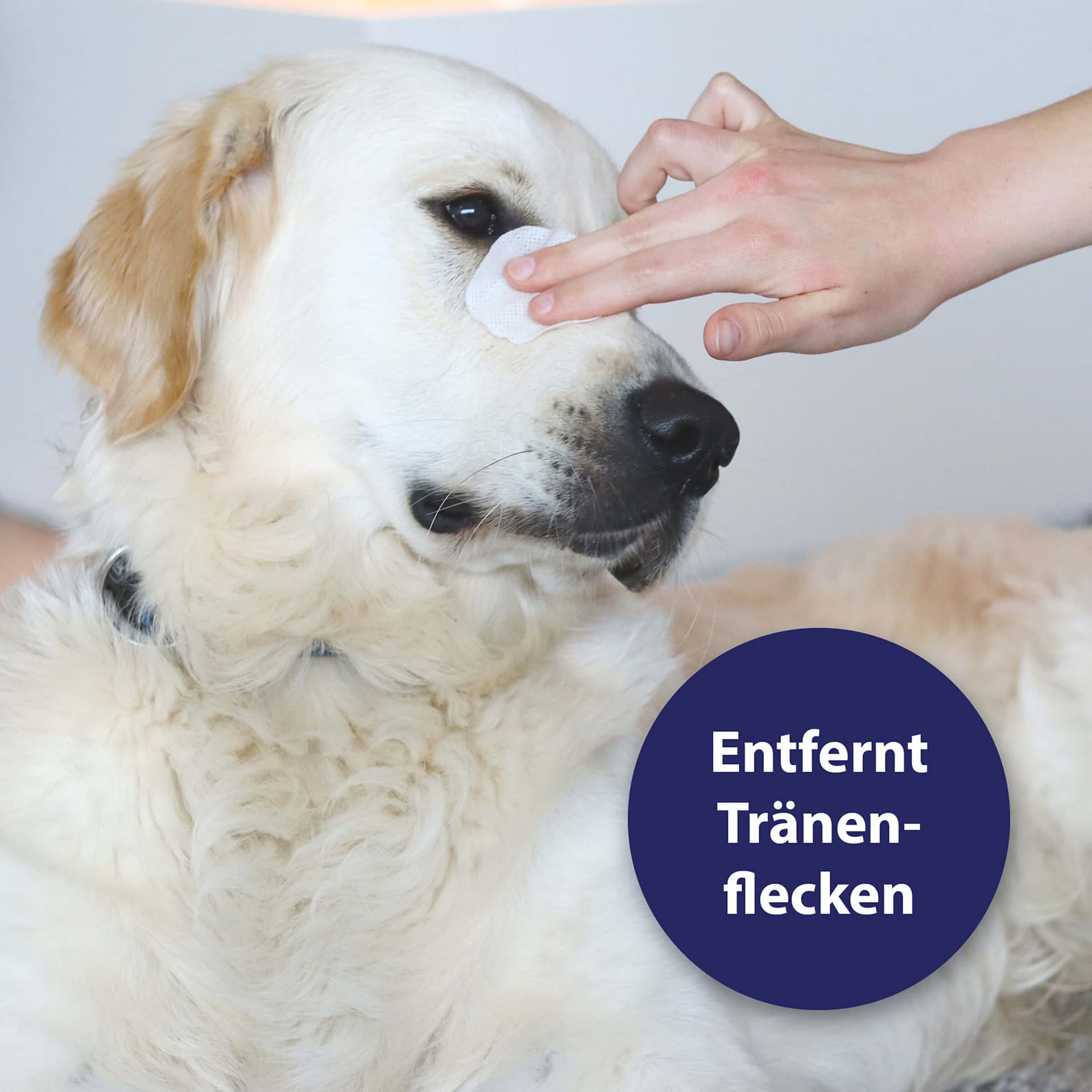 Augenpflege Pads für Hunde