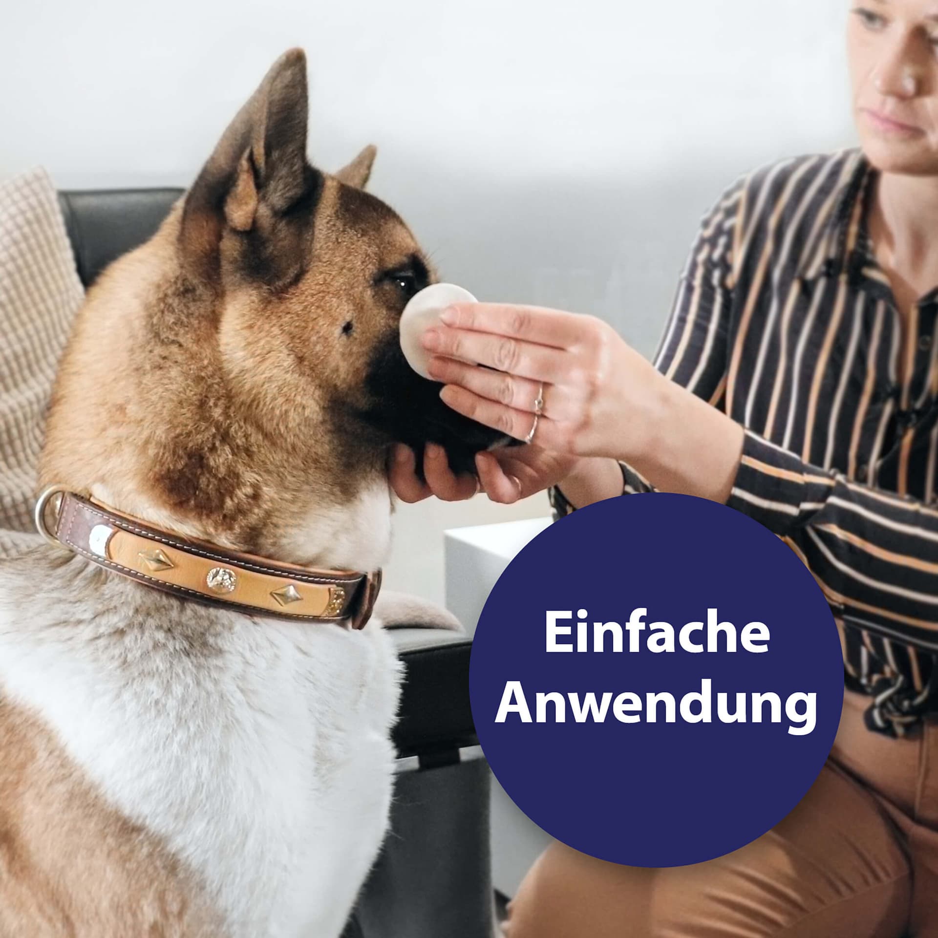 Augenpflege Pads für Hunde