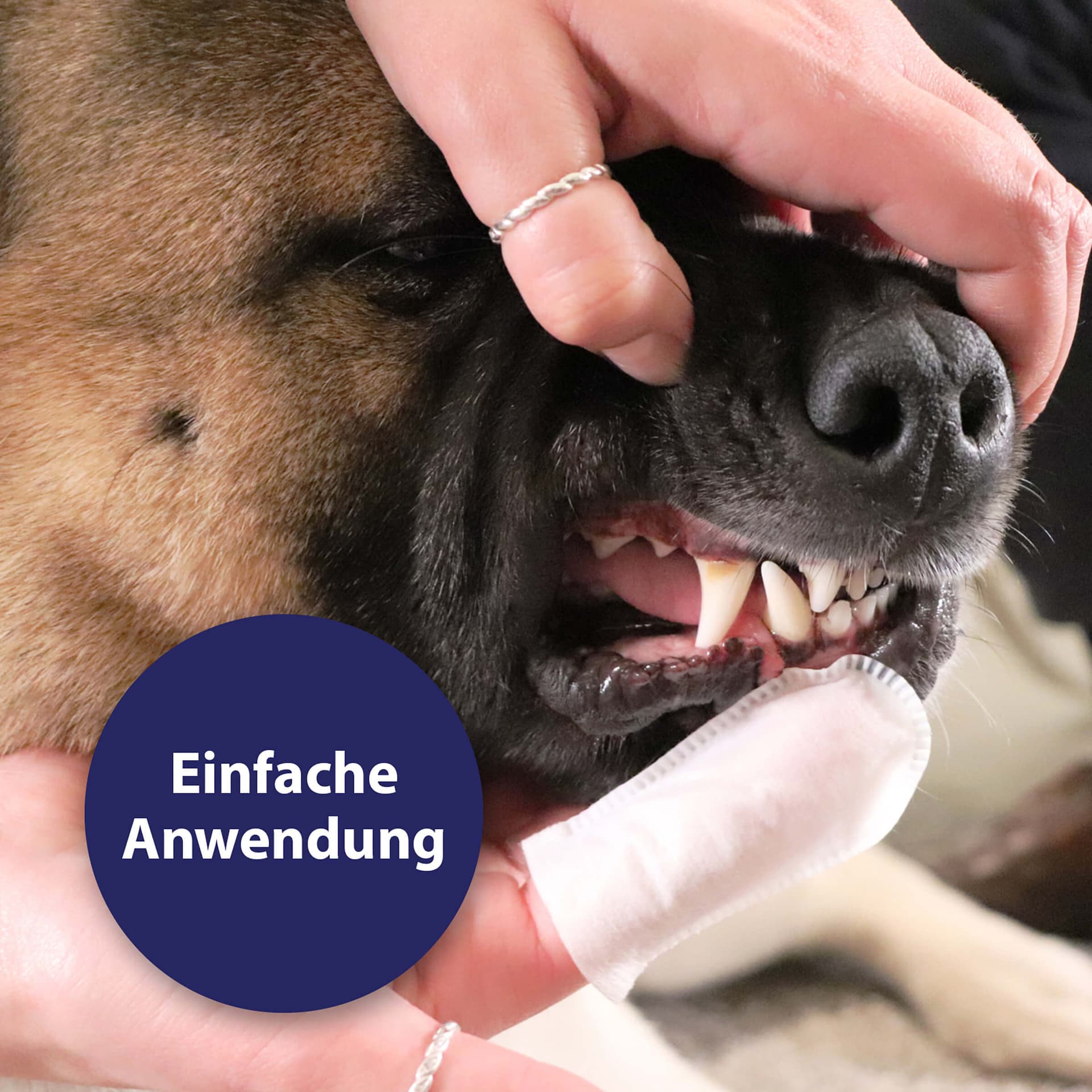 Zahnpflege Pads für Hunde
