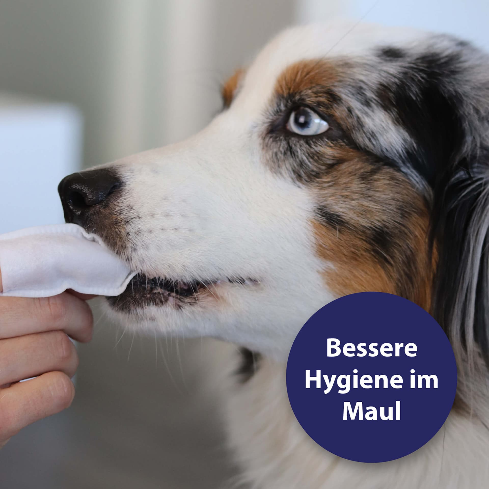 Zahnpflege Pads für Hunde