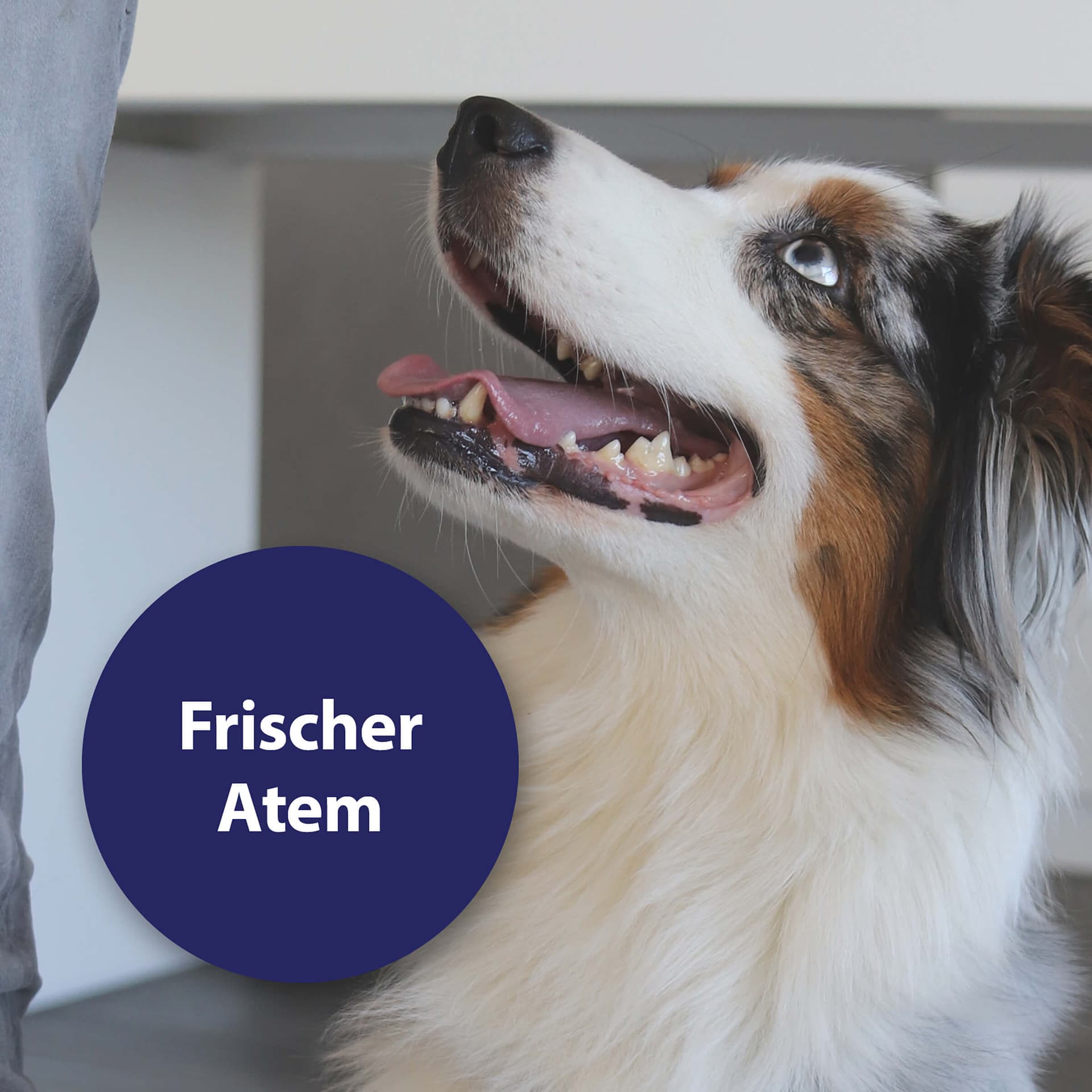 Zahnpflege Pads für Hunde