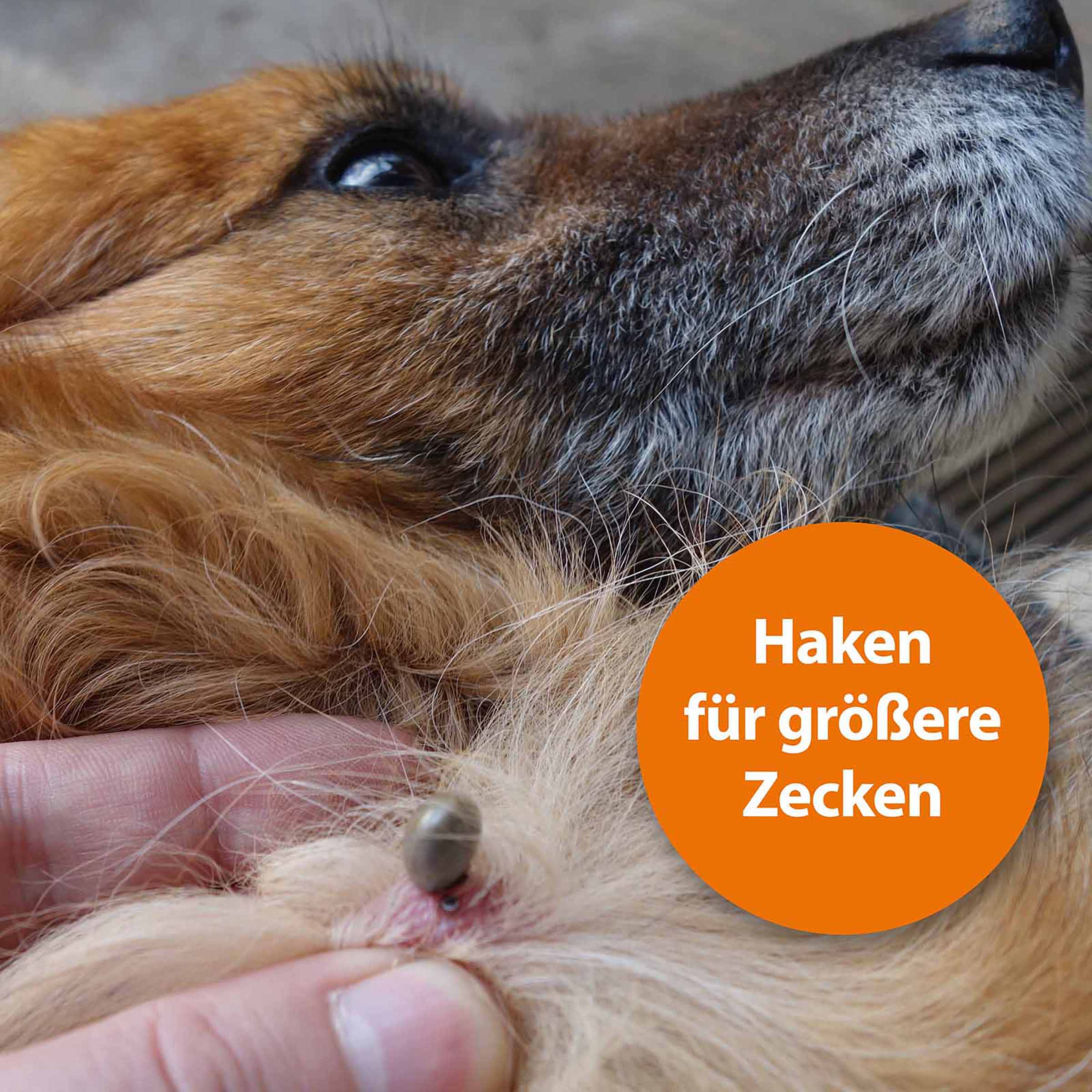 Zeckenhaken mit Pinzette Edelstahl