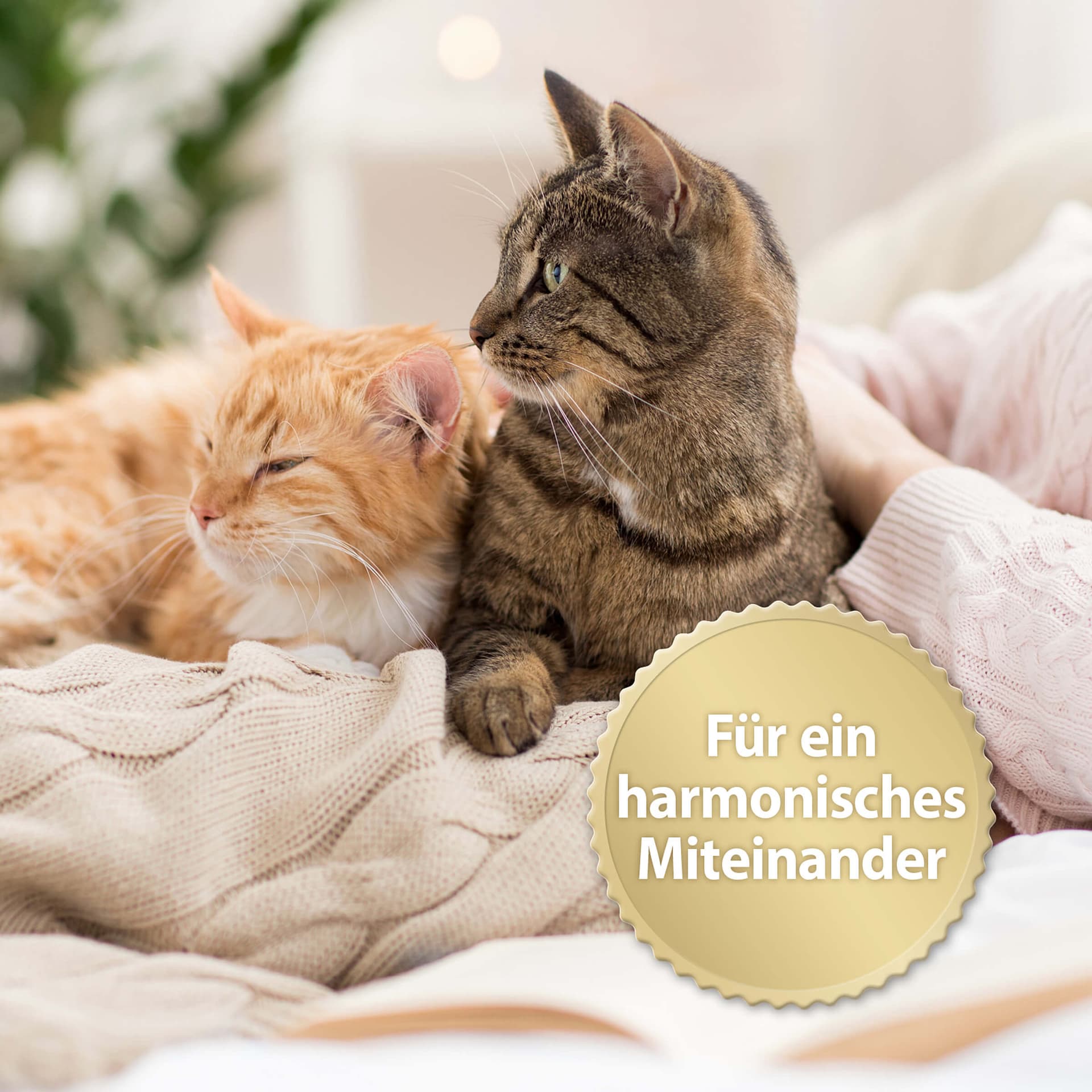 Family Comfort Nachfüllflakon