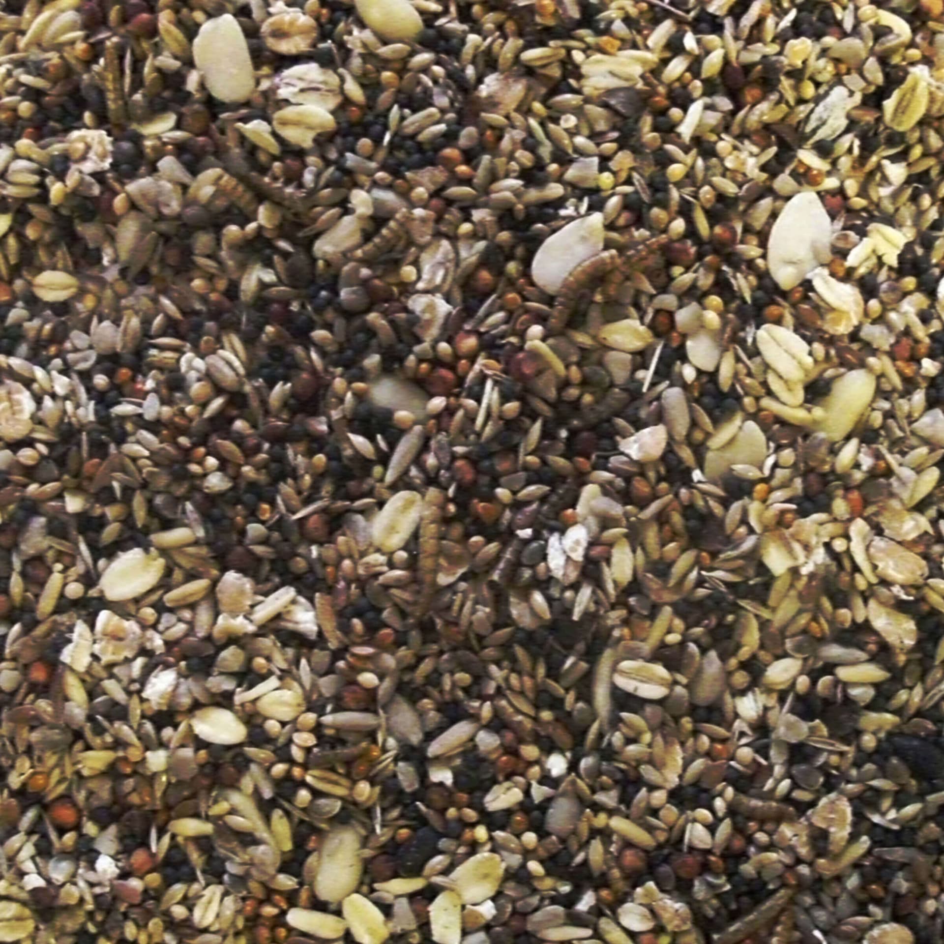 Wildvogelfutter Insekten