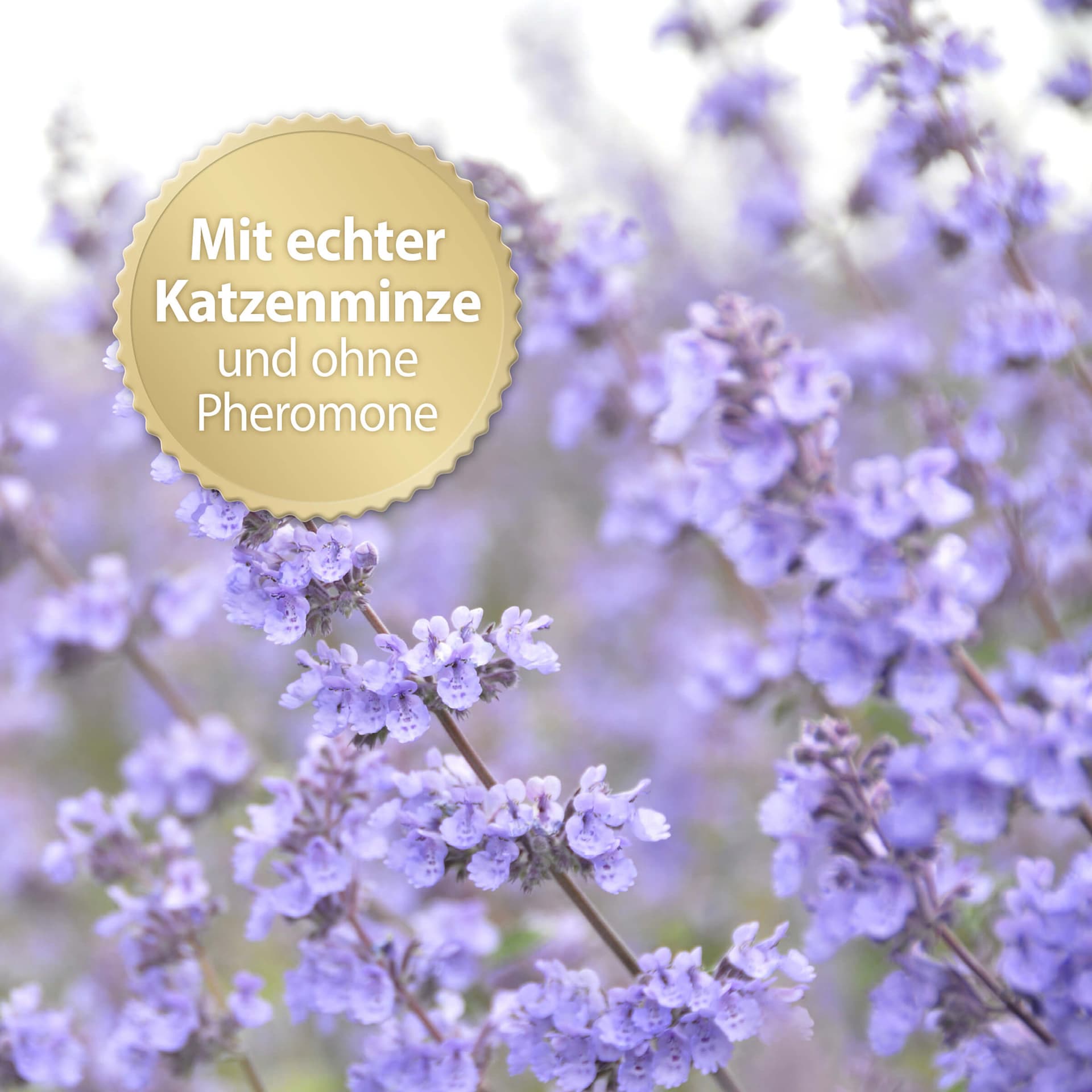 Family Comfort Nachfüllflakon