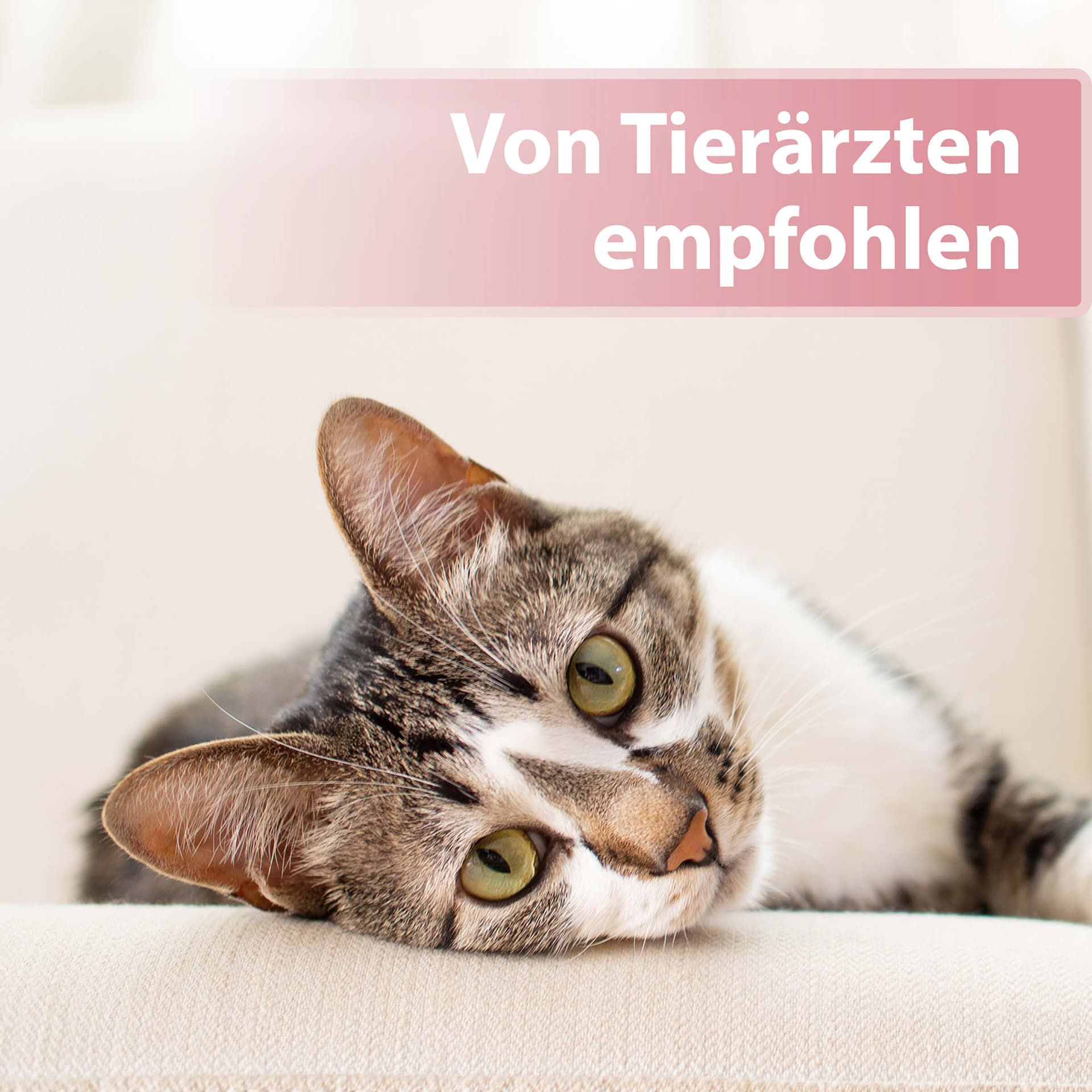 Augenpflege Pads