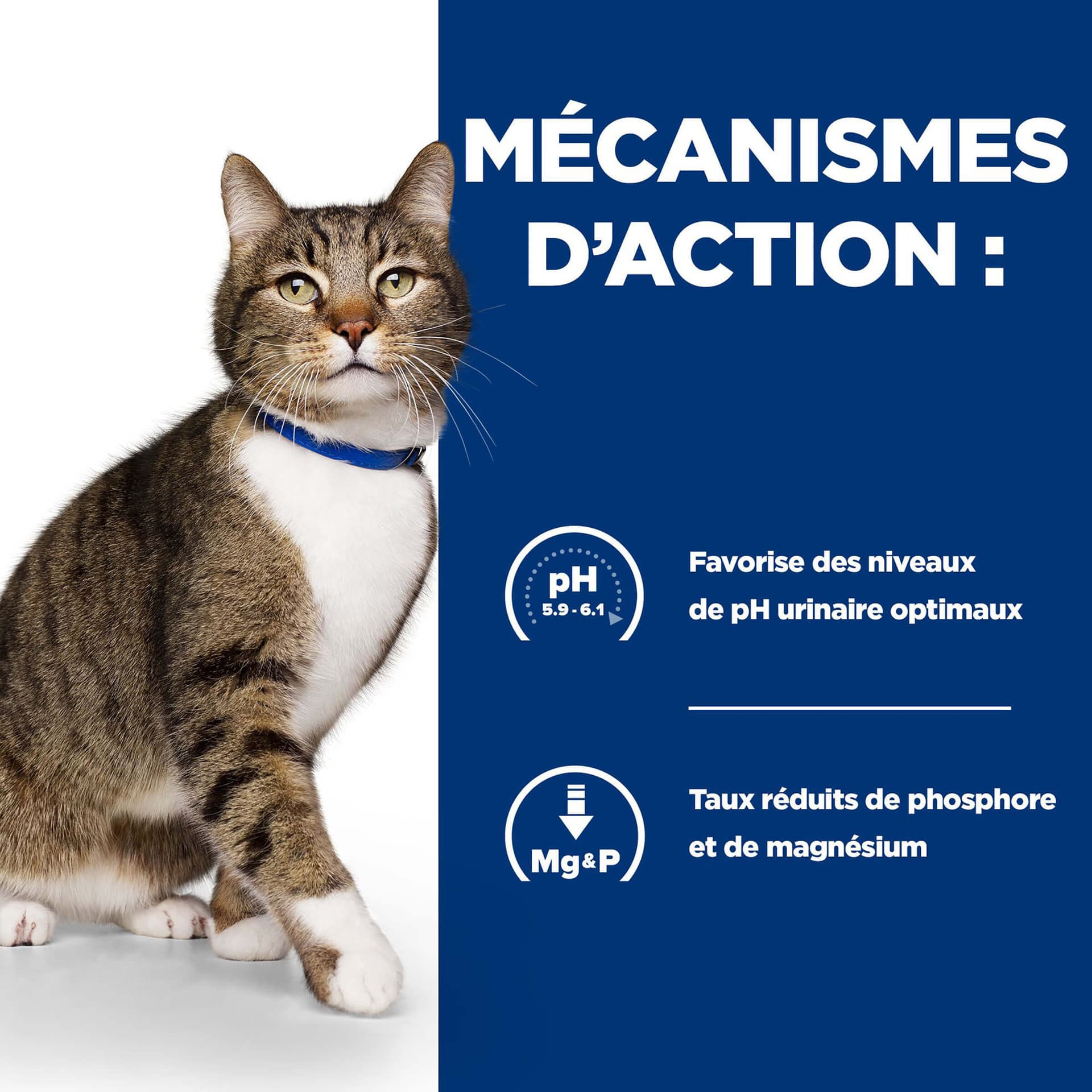 Katze Prescription Diet s/d Urinary Care
