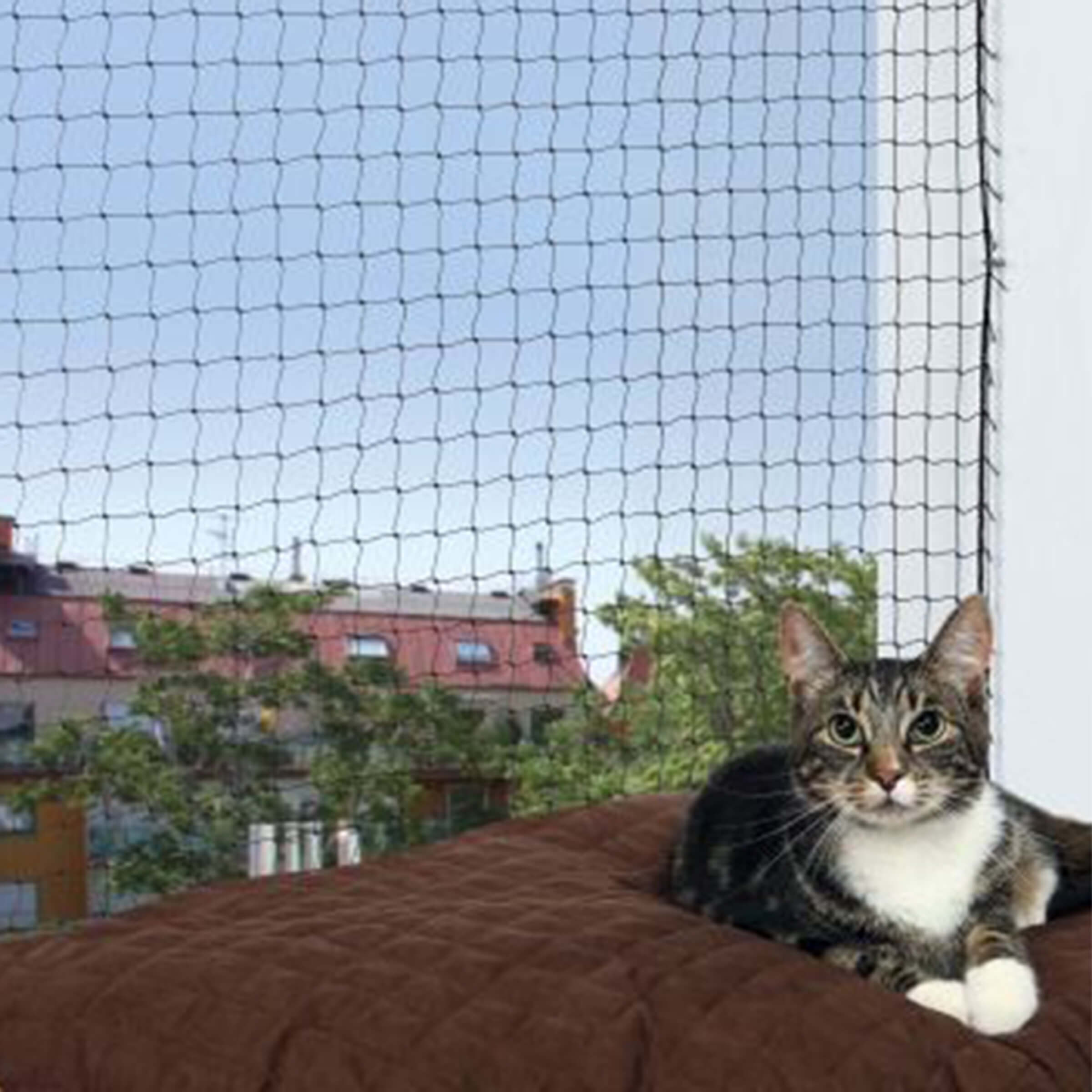 Katzennetz