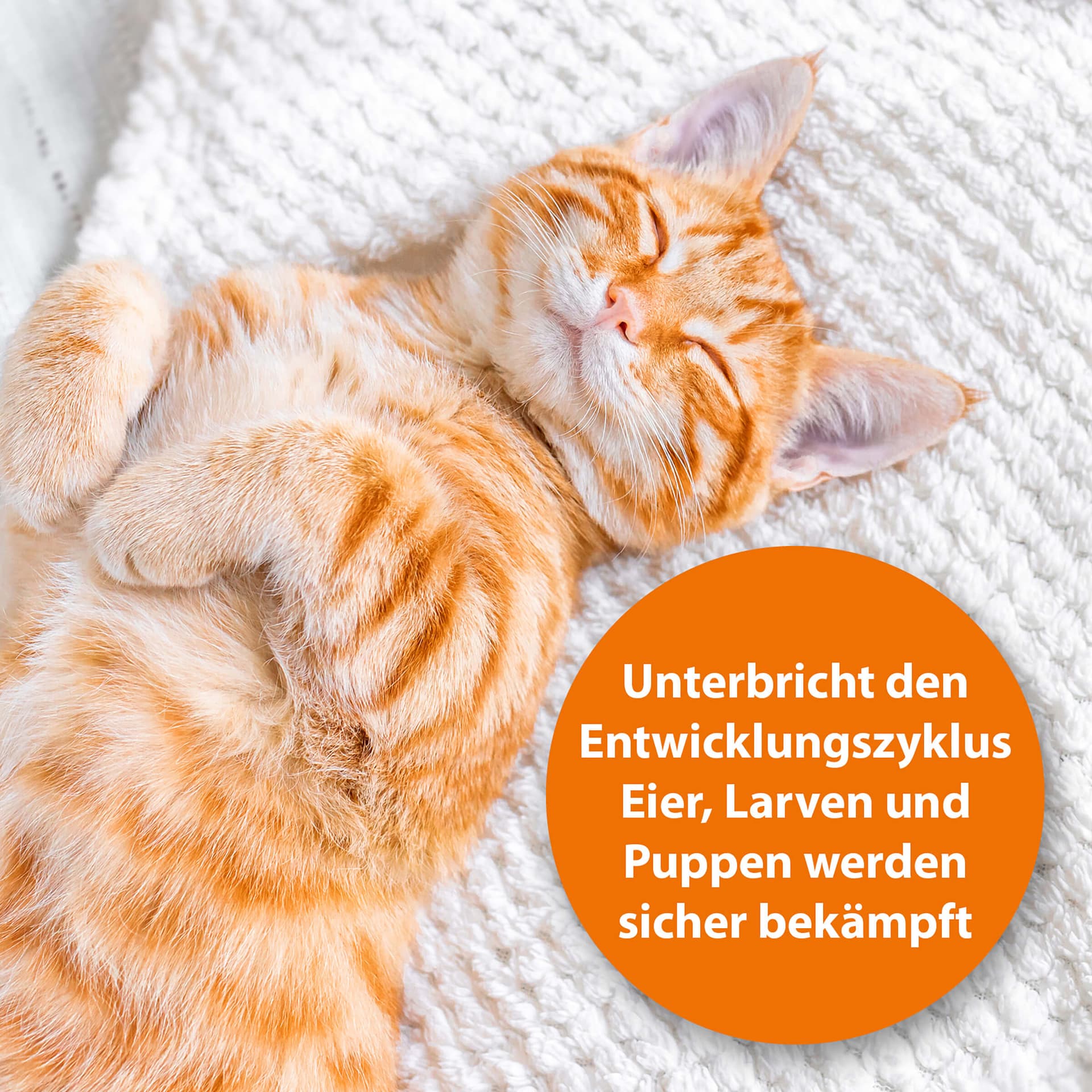Langzeit Flohspray