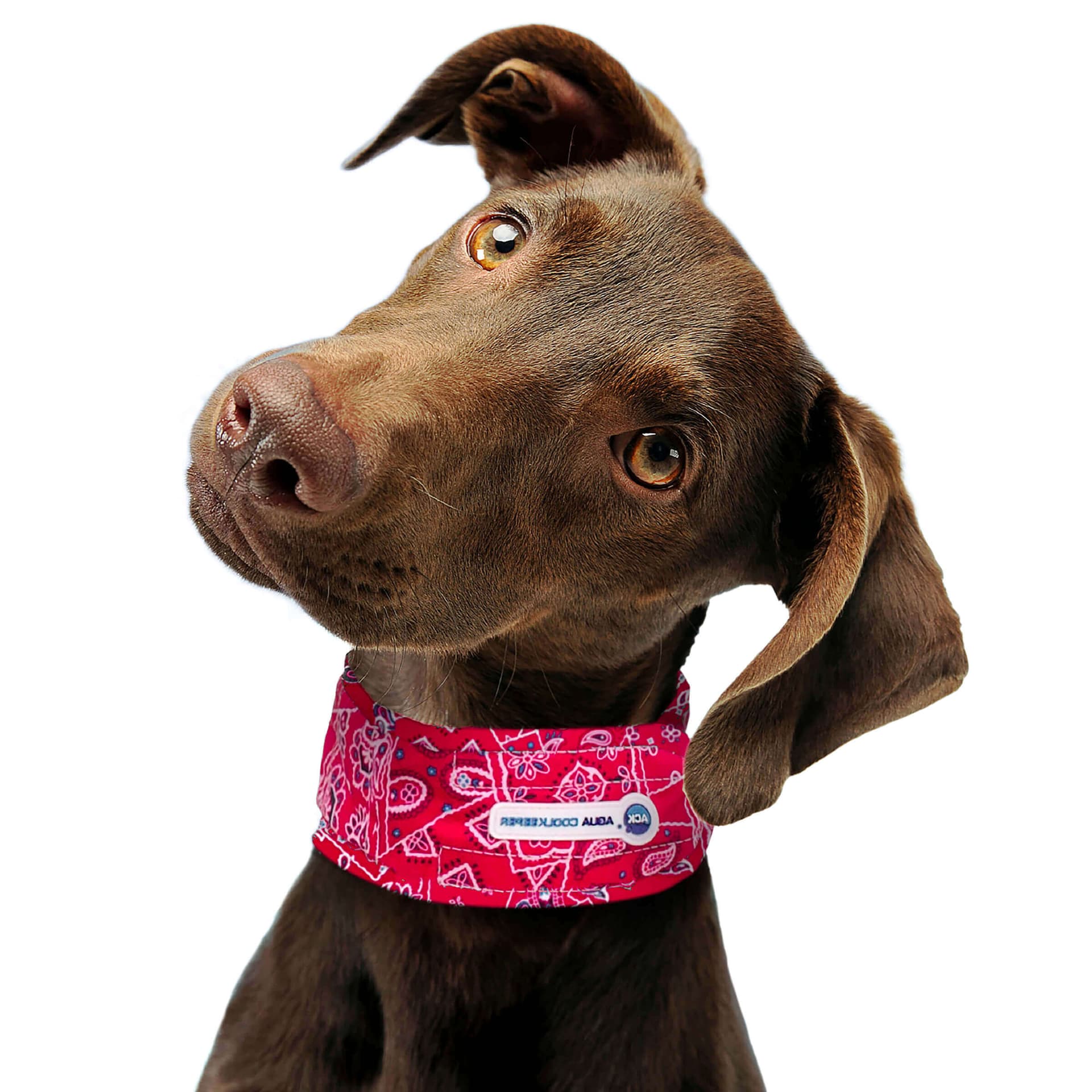 Kühlendes Hundehalsband