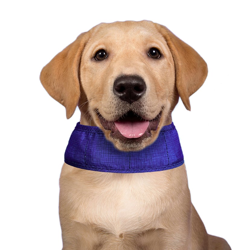 Kühlendes Hundehalsband