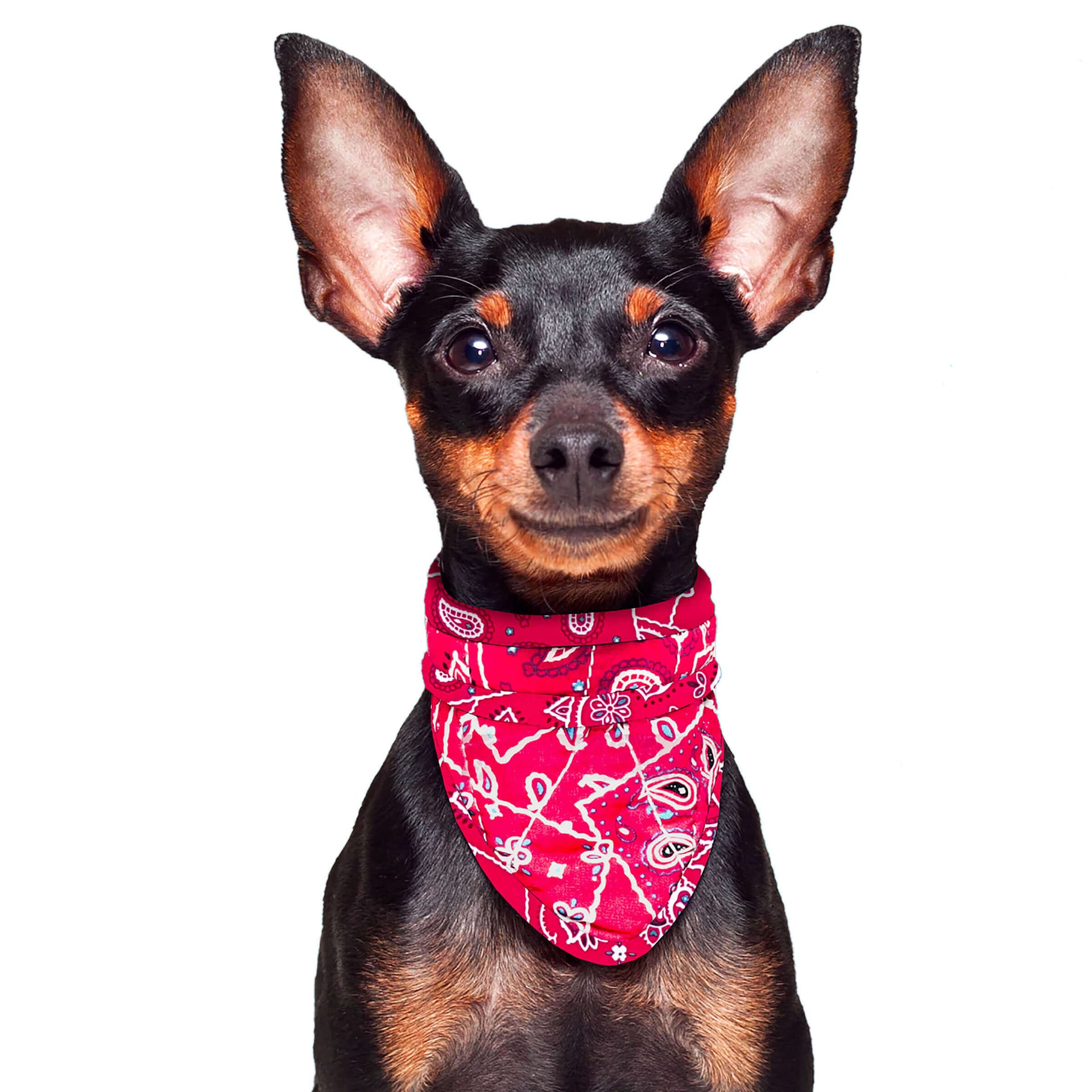 Cooling Pet Bandana