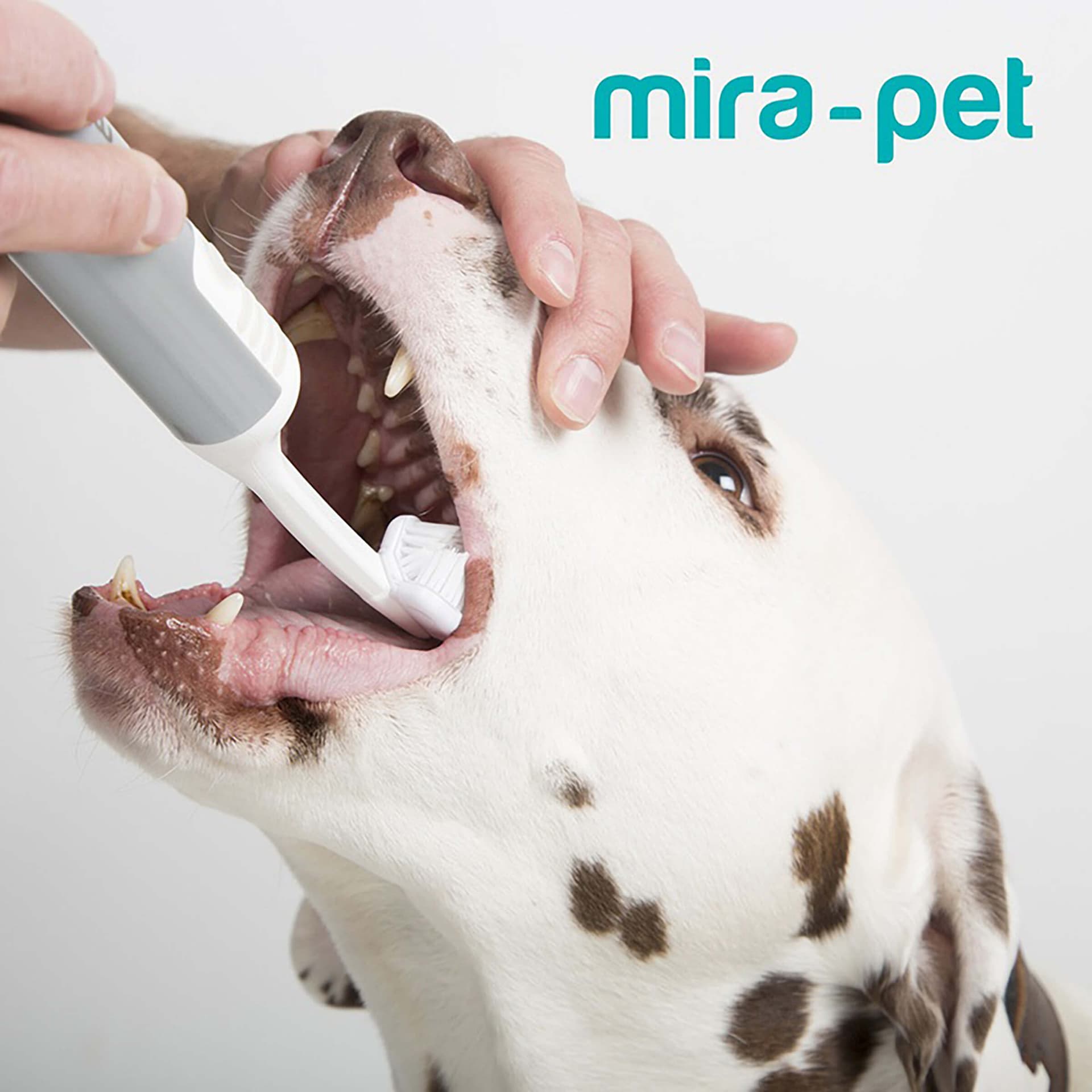 Ultraschall Zahnreinigung Starter-Set für Hunde